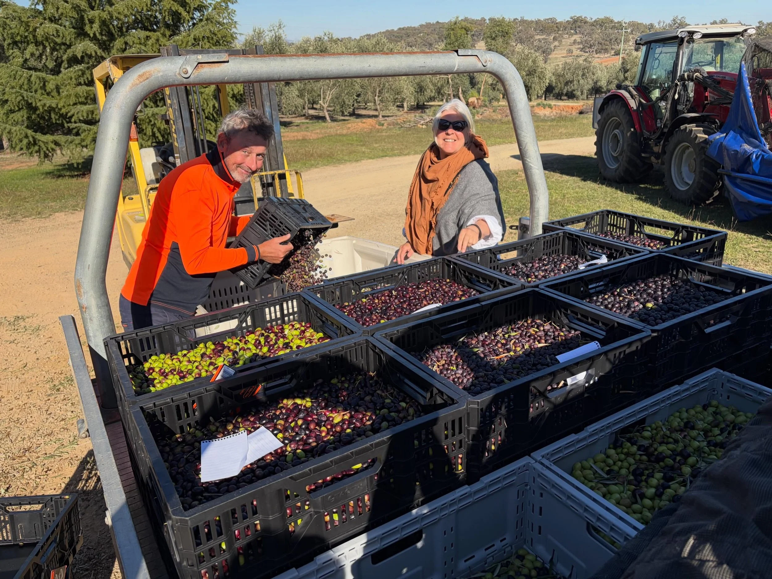 Olives driven all the way from Harden to be processed for oil today.
(Toll processing for others only on the weekend.)