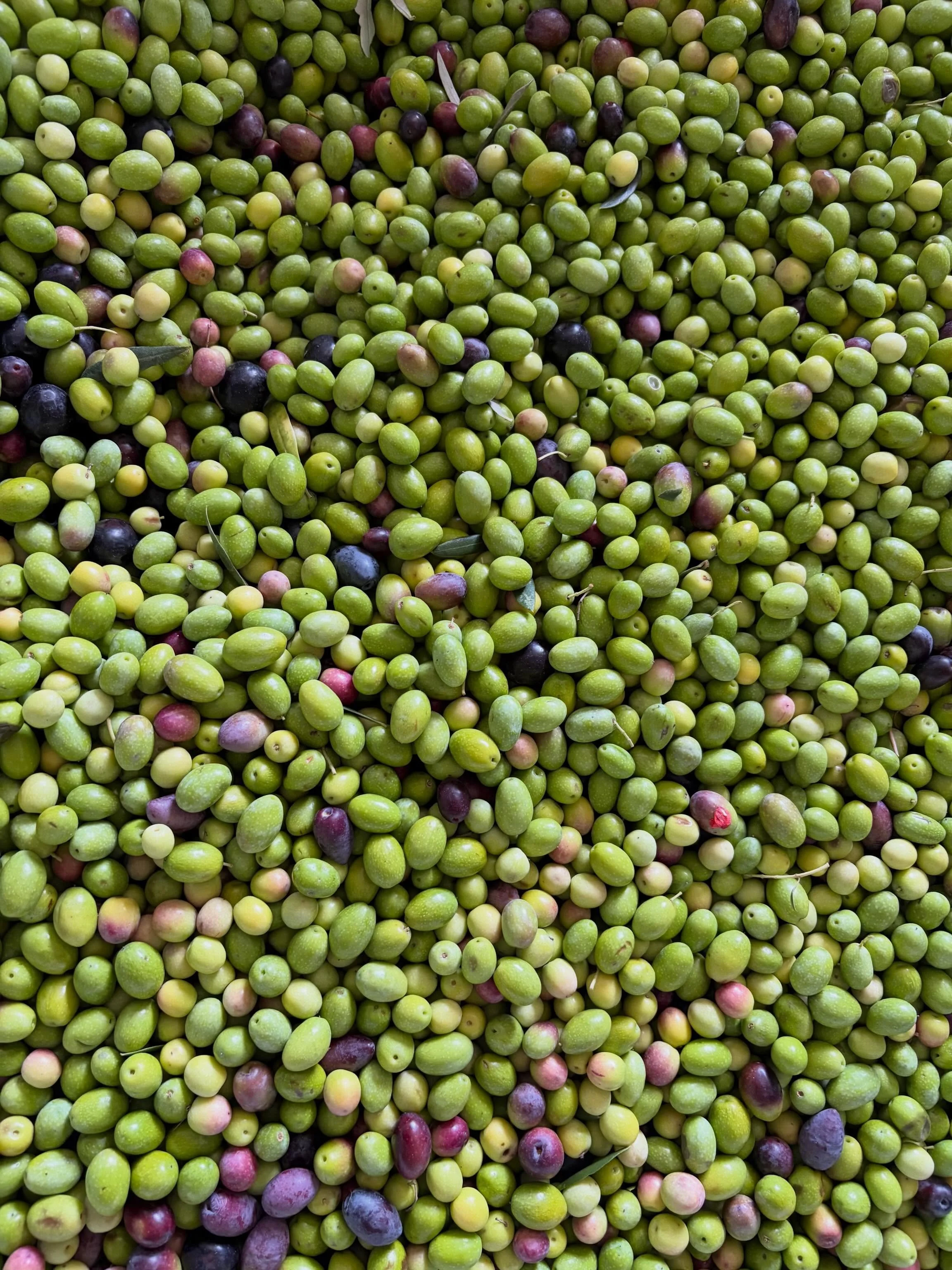 Weekend oil processing day for the hobby farmers.
Different colours, varieties, sizes and stages of ripeness delivered.
David Gilbey, Wagga Wagga well known Poet is so proud of his hand picked 221 kg of olives 😁