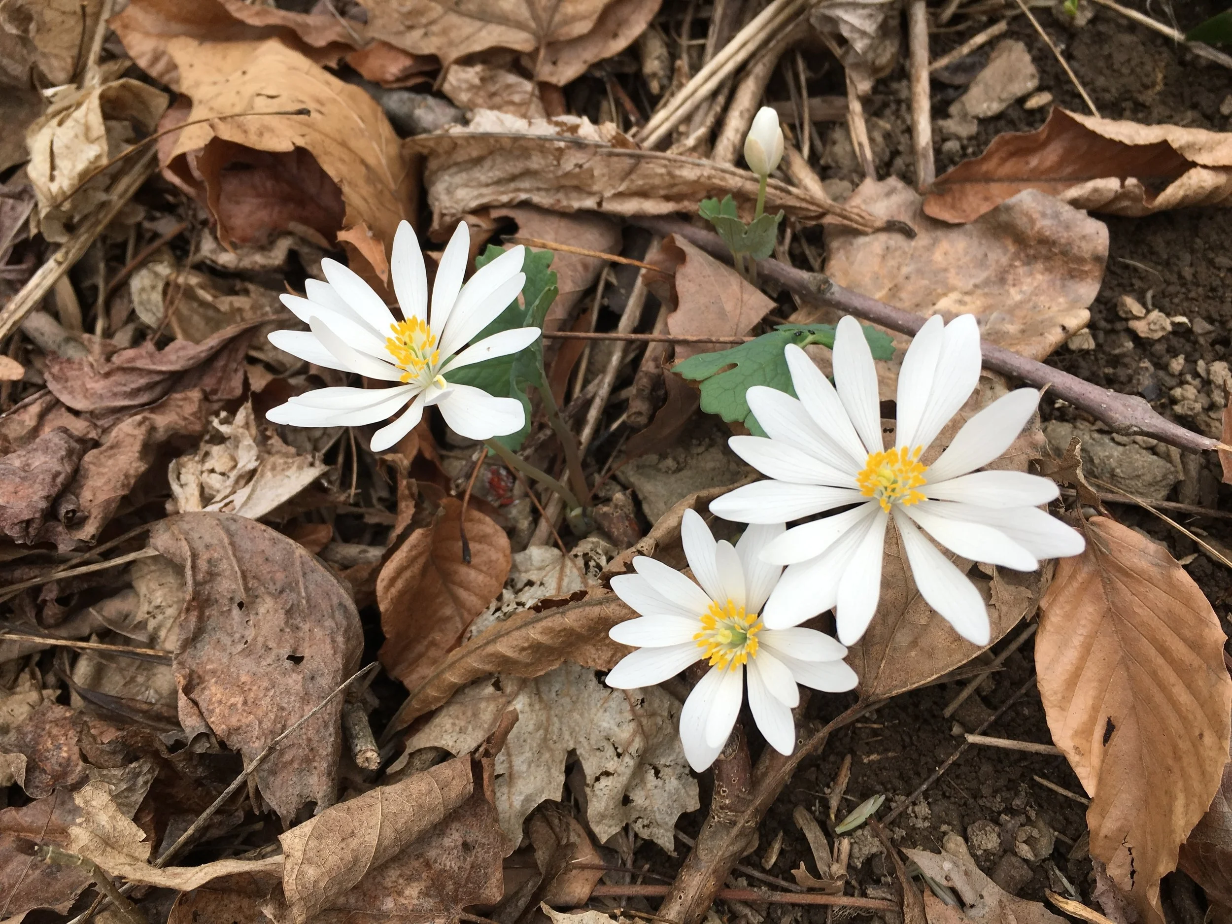 Spring Ephemerals along the Potomac