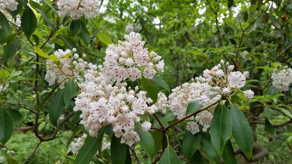 Mountain Laurel blooming on the trails