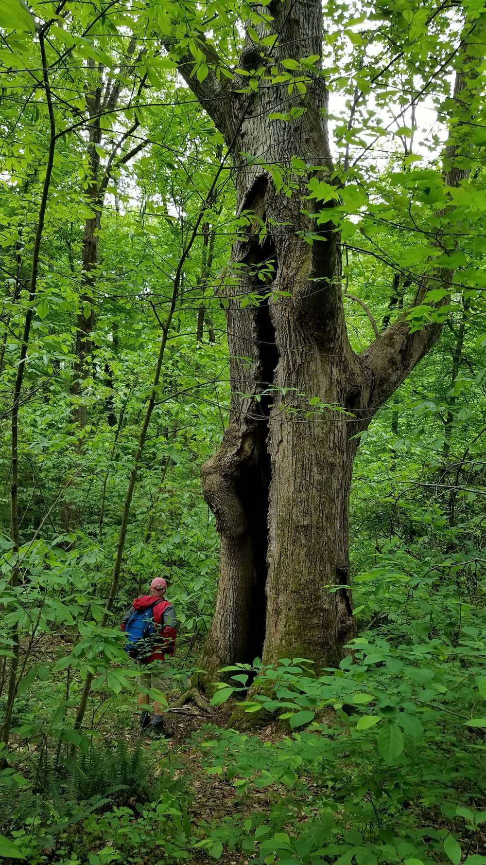 The Hollow Tree