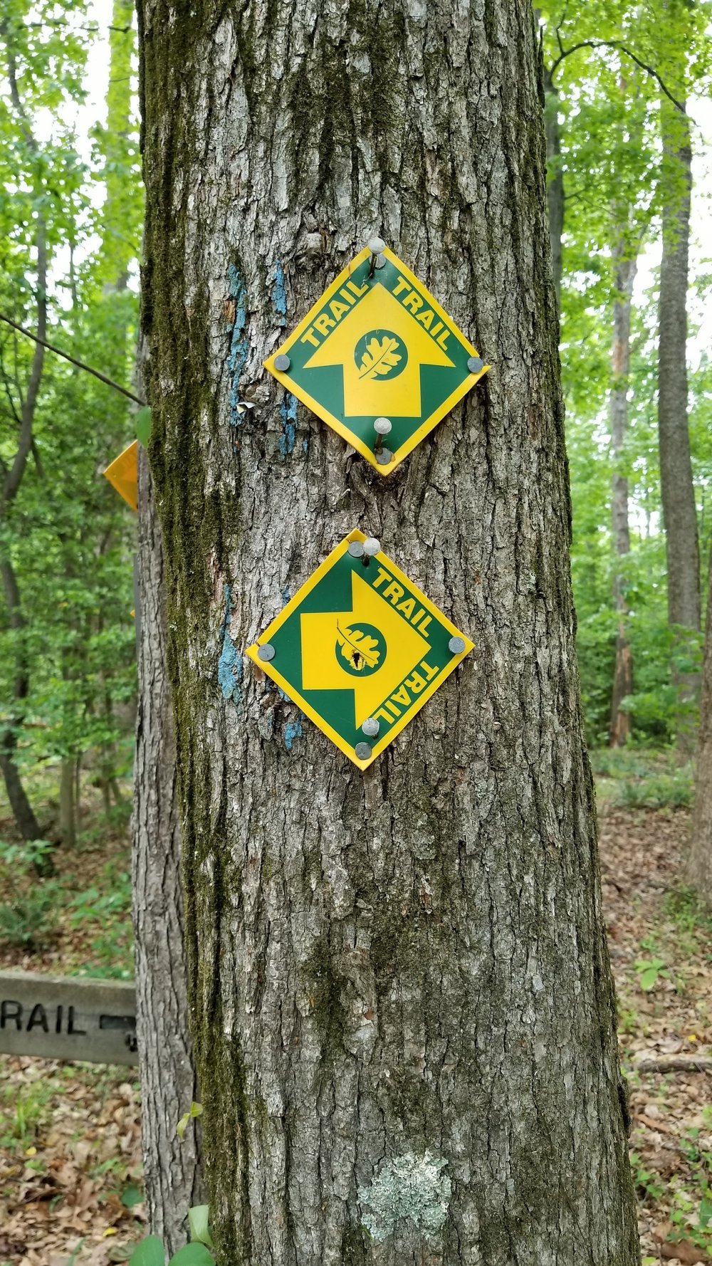 Trail markers at the junction of the Carriage Road Trail and Hollow Tree Trail