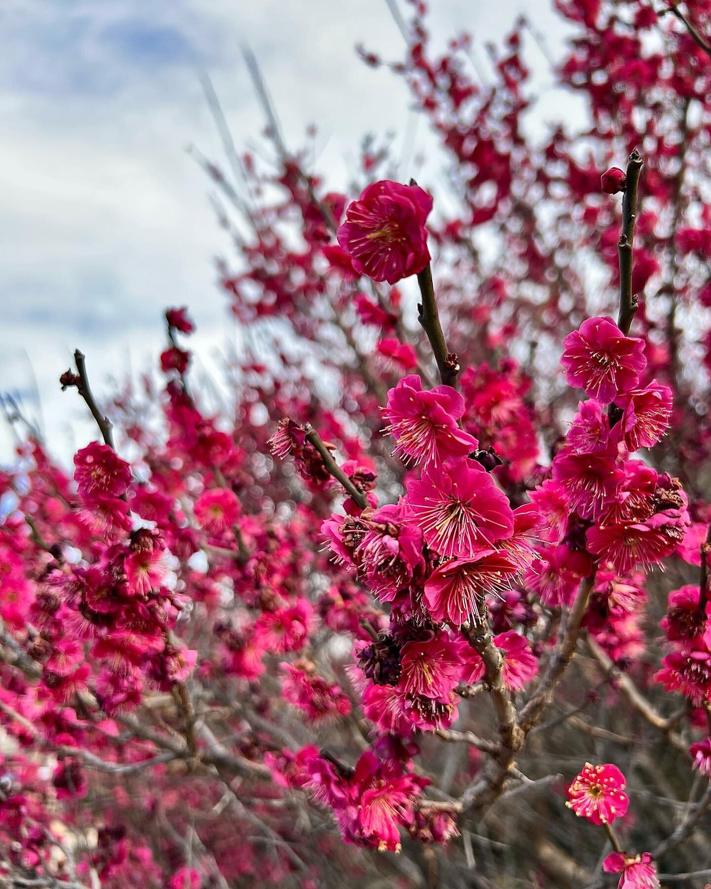 The Japanese Apricots in bloom at the @usbotanicgarden deliver the hope of spring a few weeks before the others. #apricots #trees #blossom #spring #washingtondc #cherryblossom #spring #flowers #nature