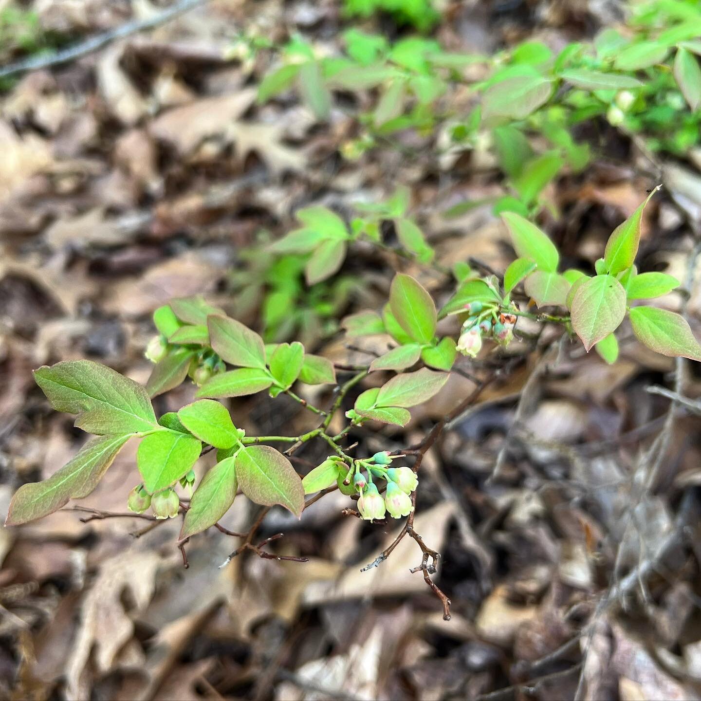 Future trail snacks&hellip;. Wild Blueberries blooming 🫐 #blueberries #wildflowers  #nativeplants #virginia #rva #nature  #hike #plants #spring #hiking #optoutside #forest #flowers #floraofvirginia #foraging