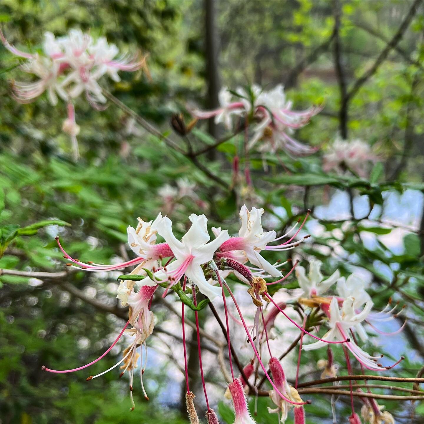 Mountain Azalea blooming  #wildflowers  #nativeplants #virginia #rva #nature  #hike #plants #spring #hiking #optoutside #azalea #forest #flowers #loveva #floraofvirginia