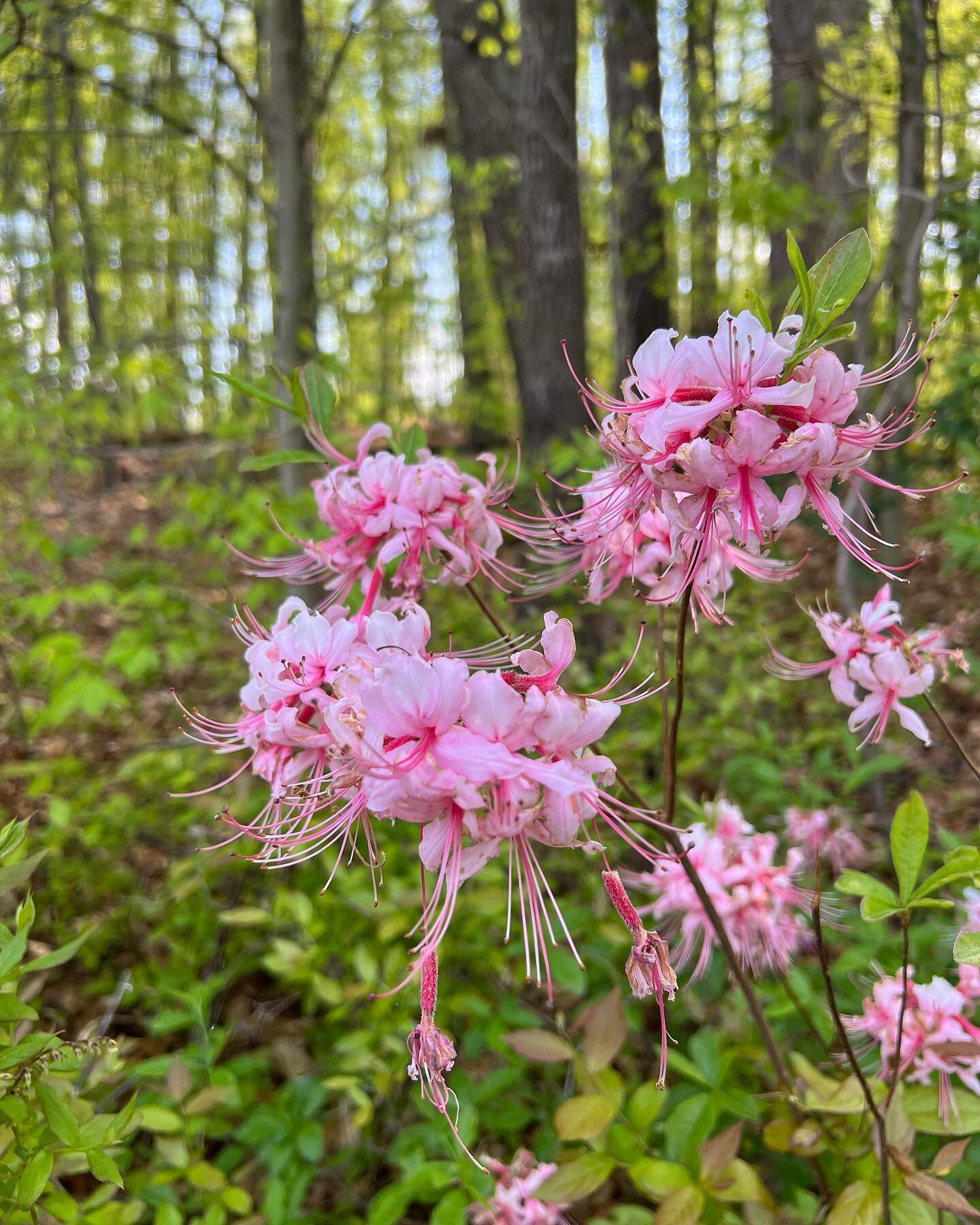 Wild Azaleas or Pinxter Flowers blooming  #wildflowers  #nativeplants #virginia #rva #nature #hike #plants #spring #hiking #optoutside #azalea #forest #flowers #floraofvirginia