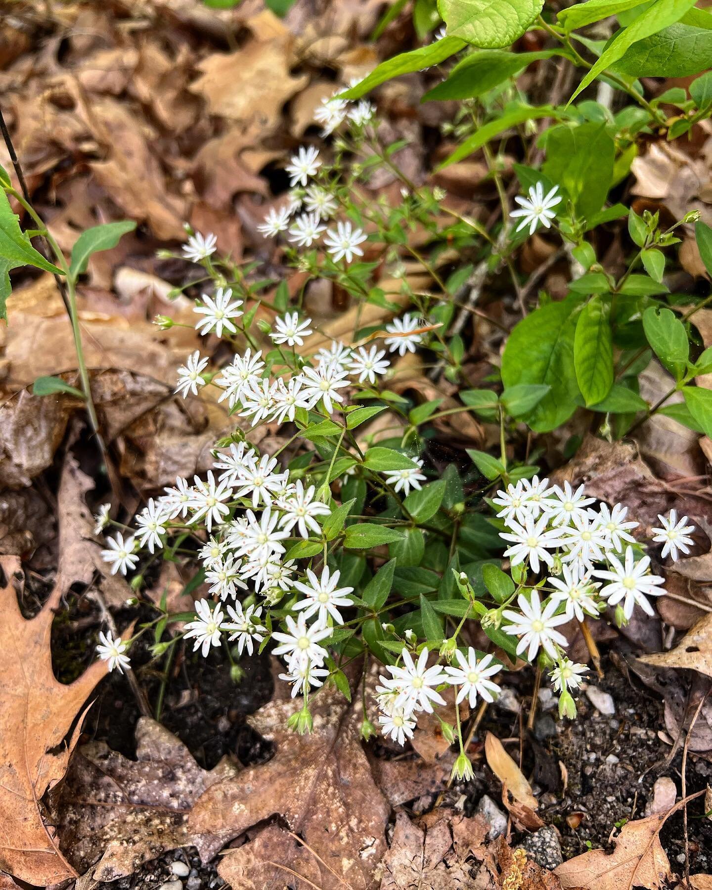 Star Chickweed (Stellaria pubera) is a spring wildflower native to Virginia. It&rsquo;s Latin name translates to &ldquo;hairy star&rdquo; due to its spread of long stamens. What&rsquo;s interesting about these plants is how different they look in the