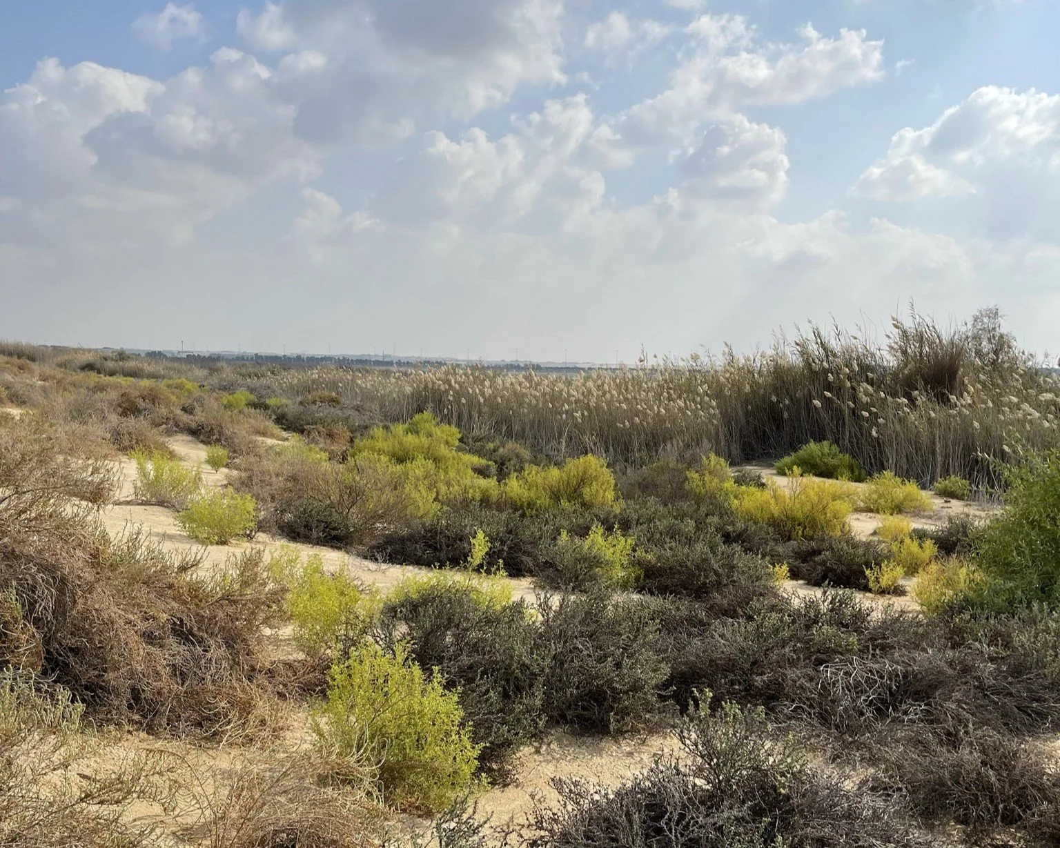 Exploring Al-Wathba Wetland Reserve in Abu Dhabi