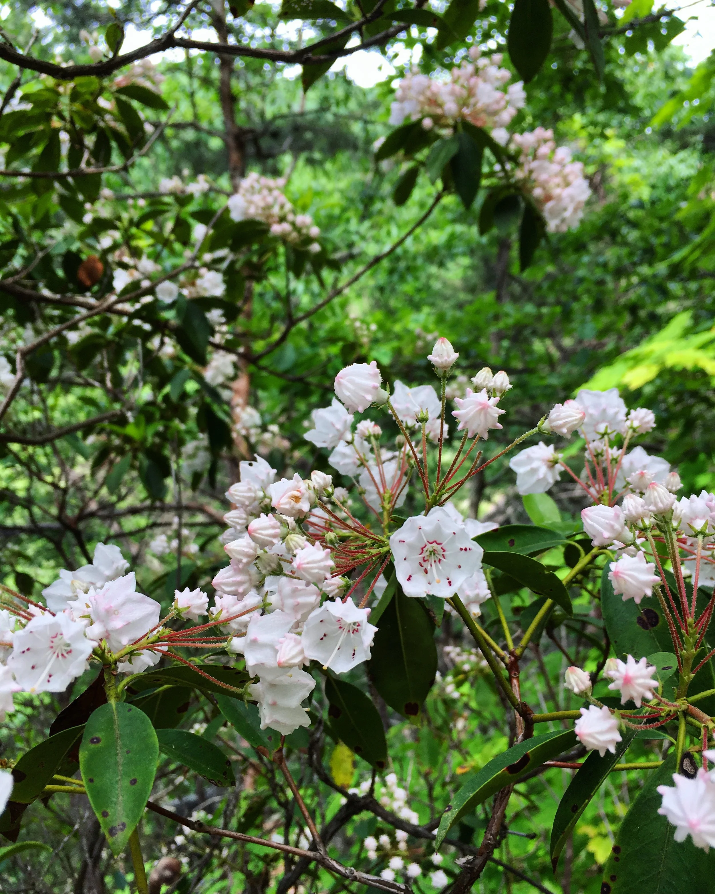 Mountain Laurel