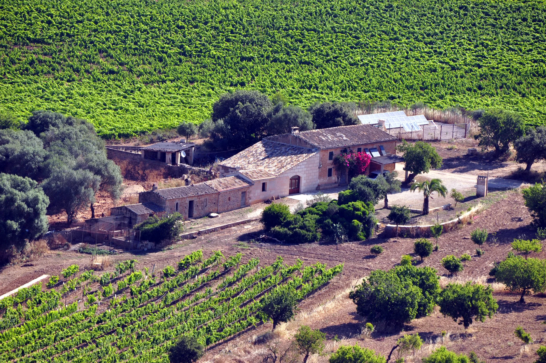 Son Roig veneyard from the hill.jpg