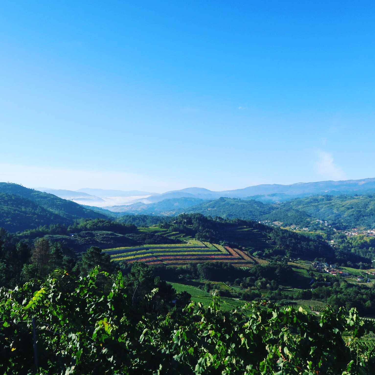Coto de Gomariz - Ribeiro, Galicien, Spanien