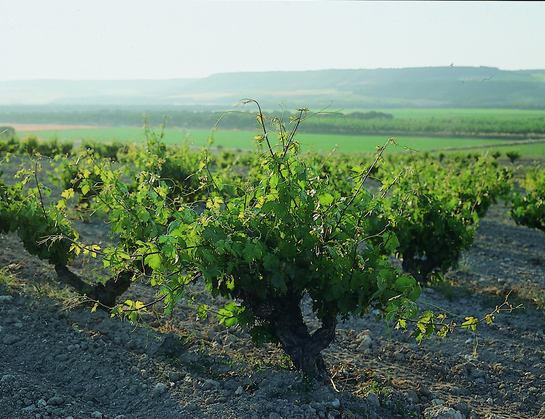Nabal - Vineyard near the winery.jpg