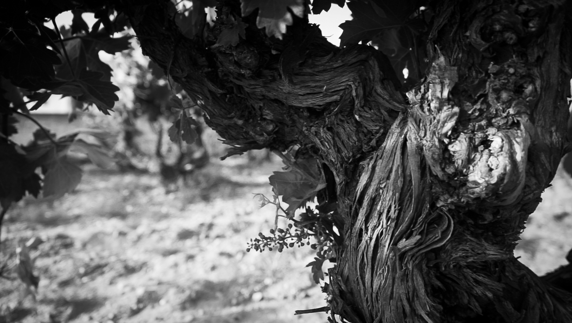 Nabal - Old vine (1).png