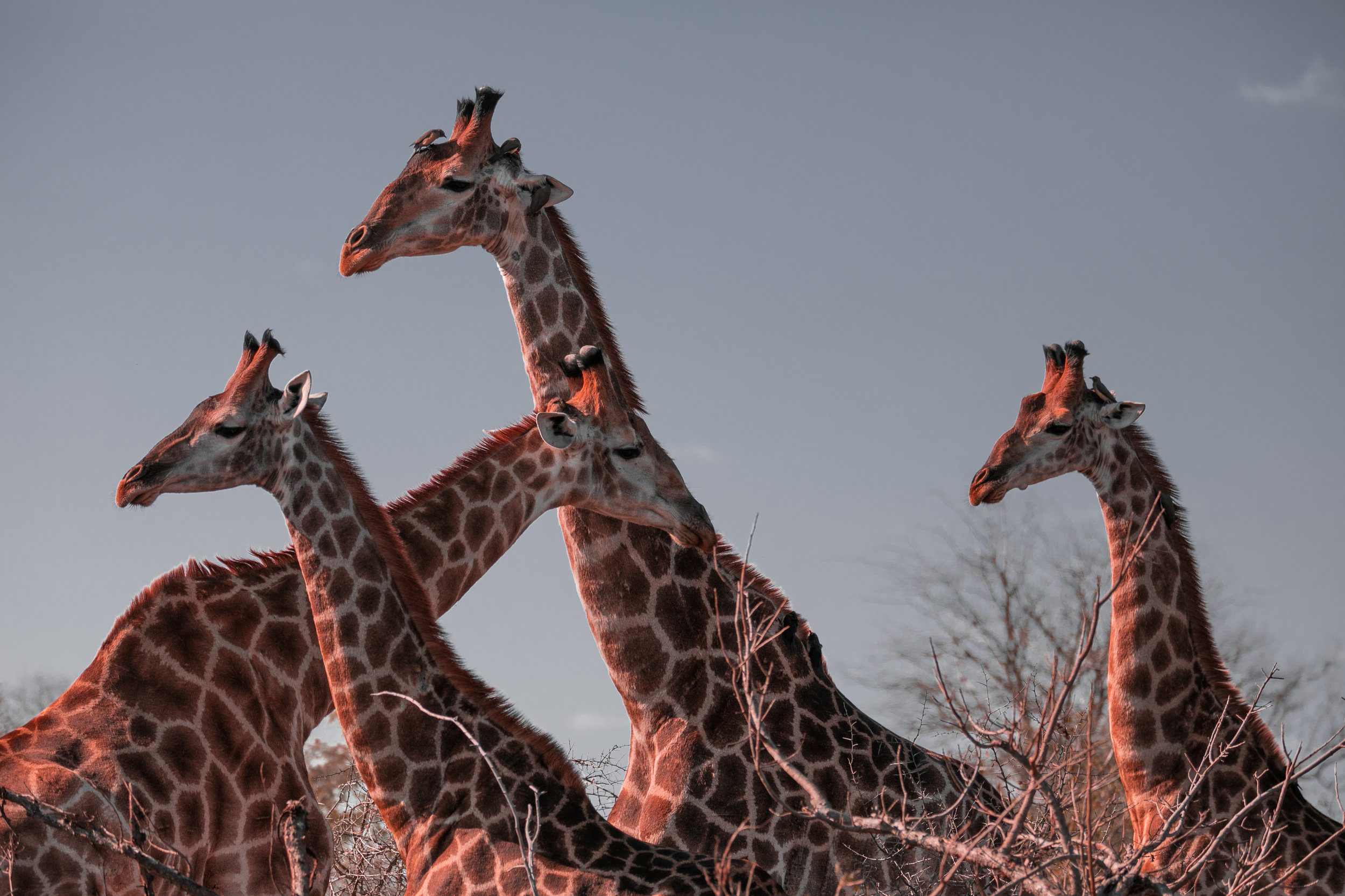 Kruger National Park, South Africa
