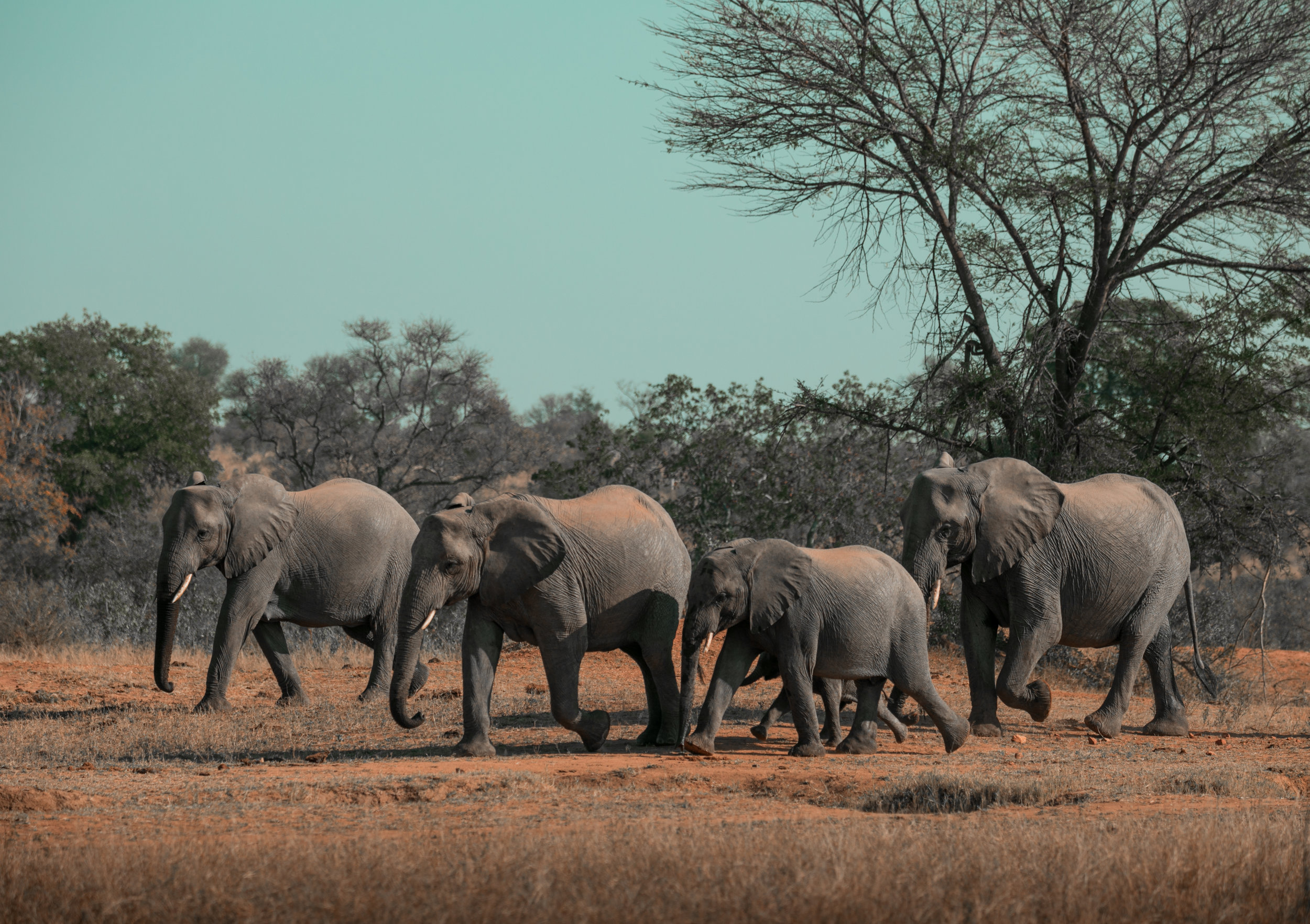 Kruger National Park, South Africa