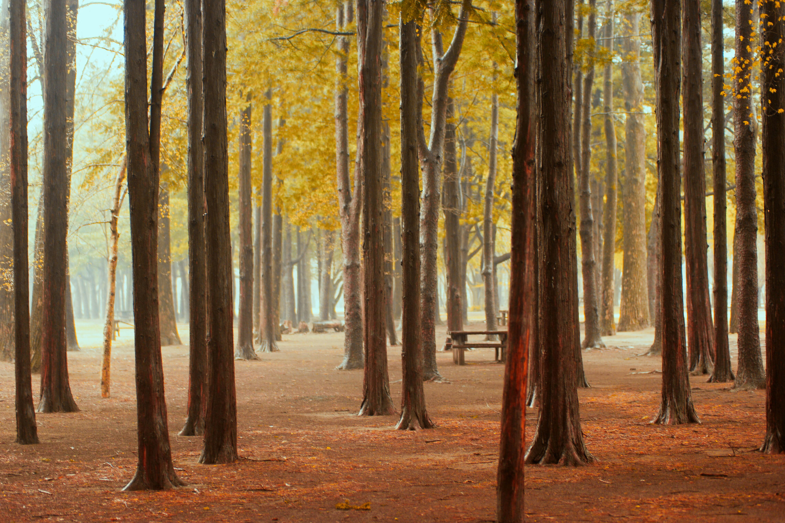 Nami Island, South Korea
