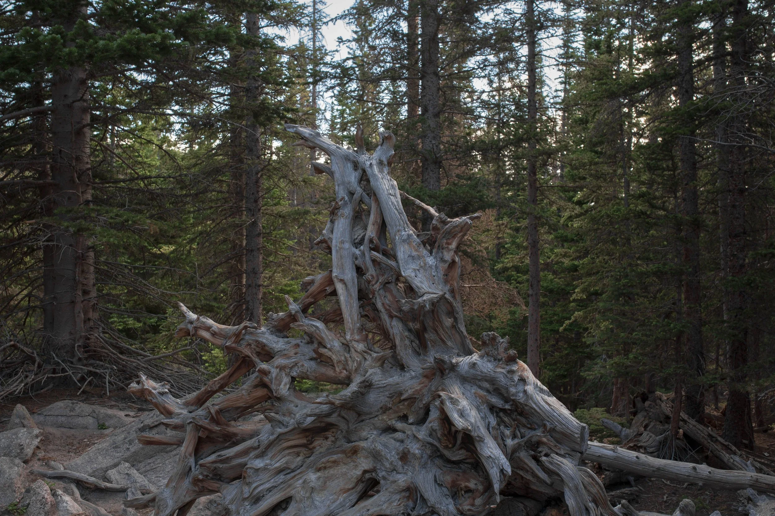 Winding Wood