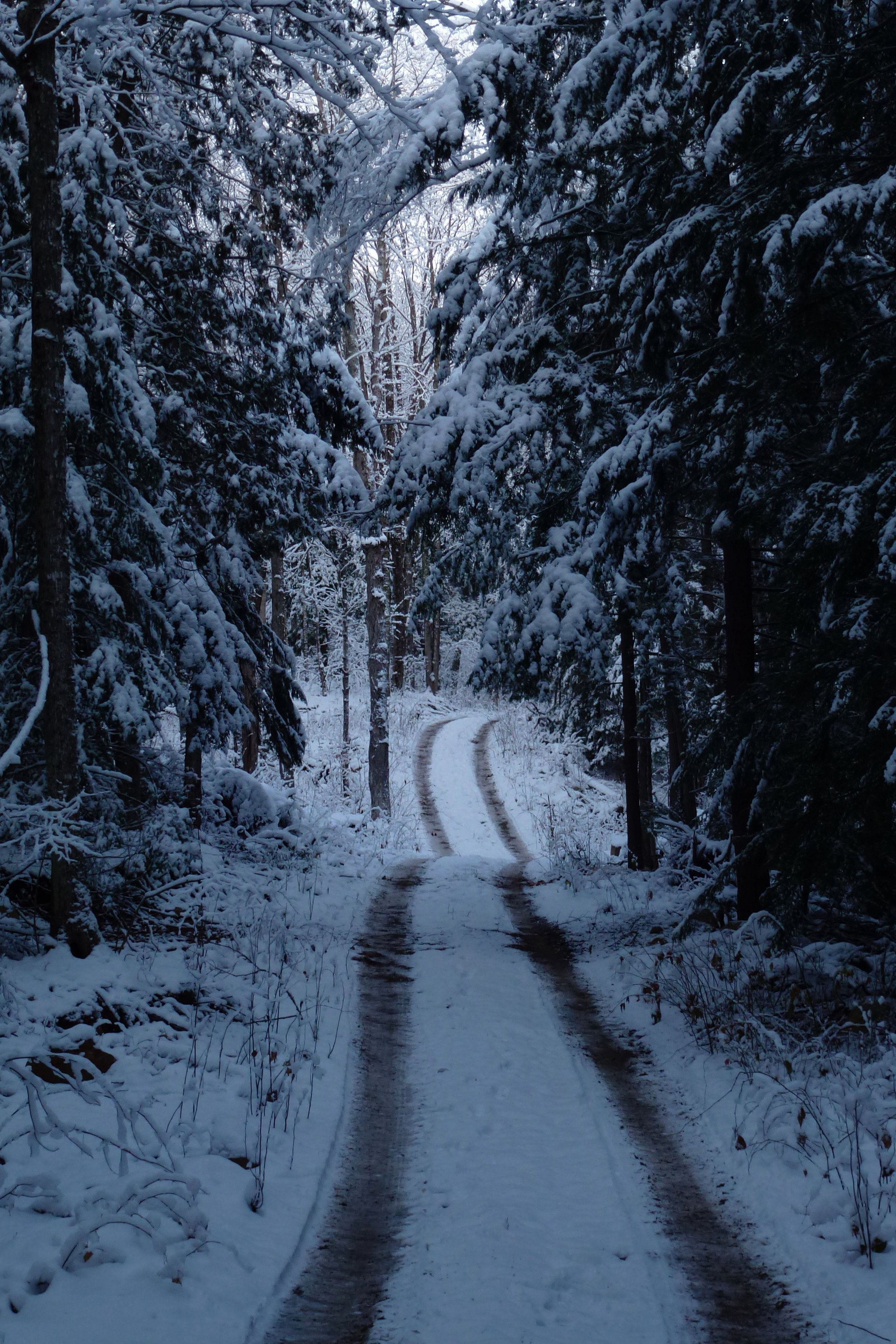 P1000178.jpg