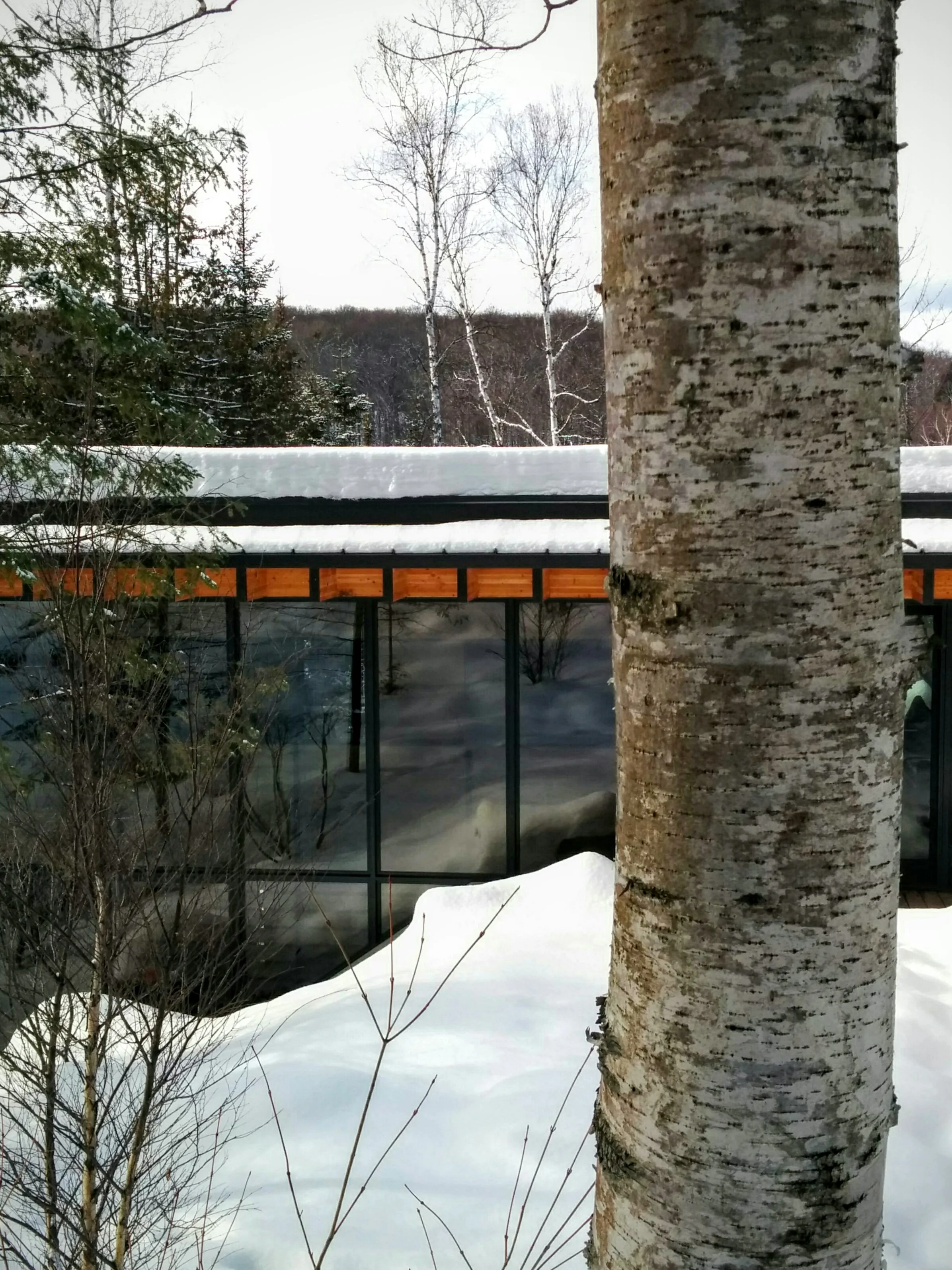 Forest View to the Rear Central Facade of The Bear Stand