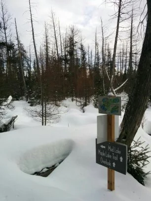 In the Snowy Wilds