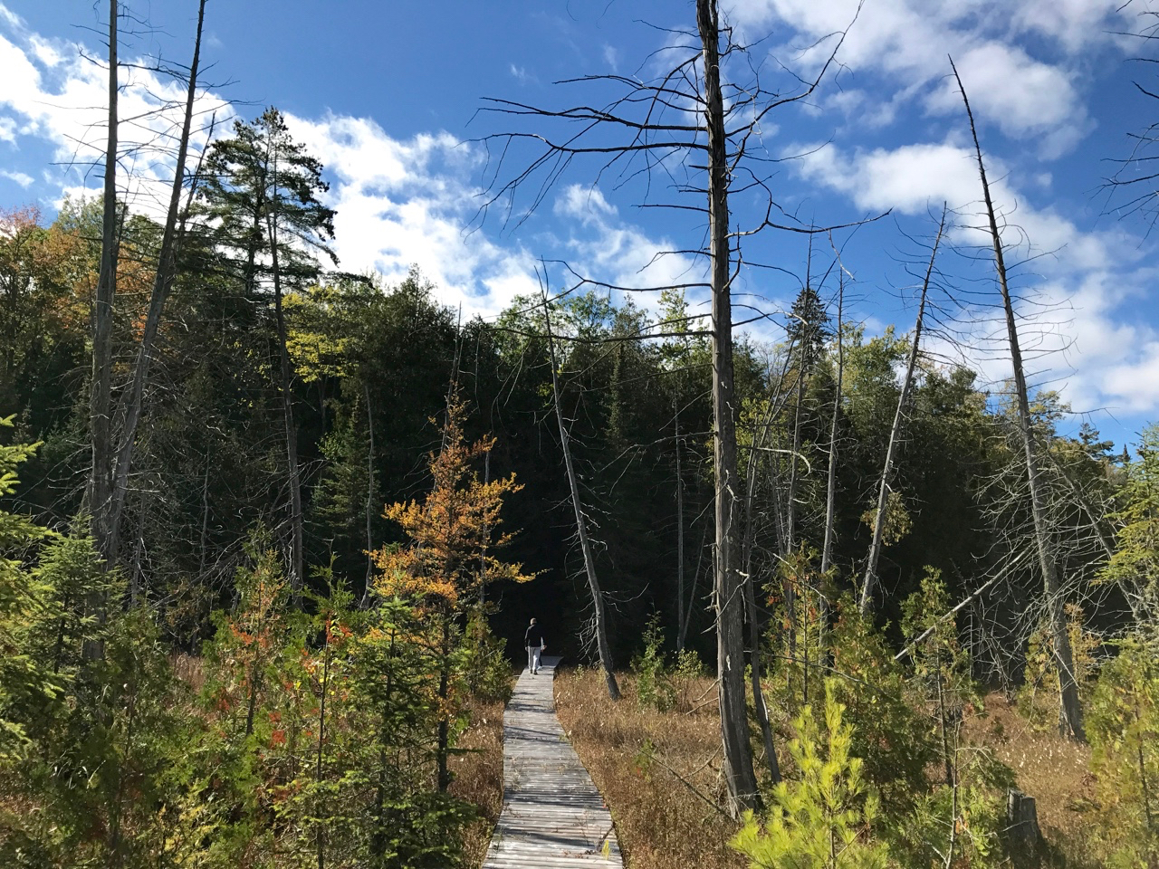 Autumn Strolling