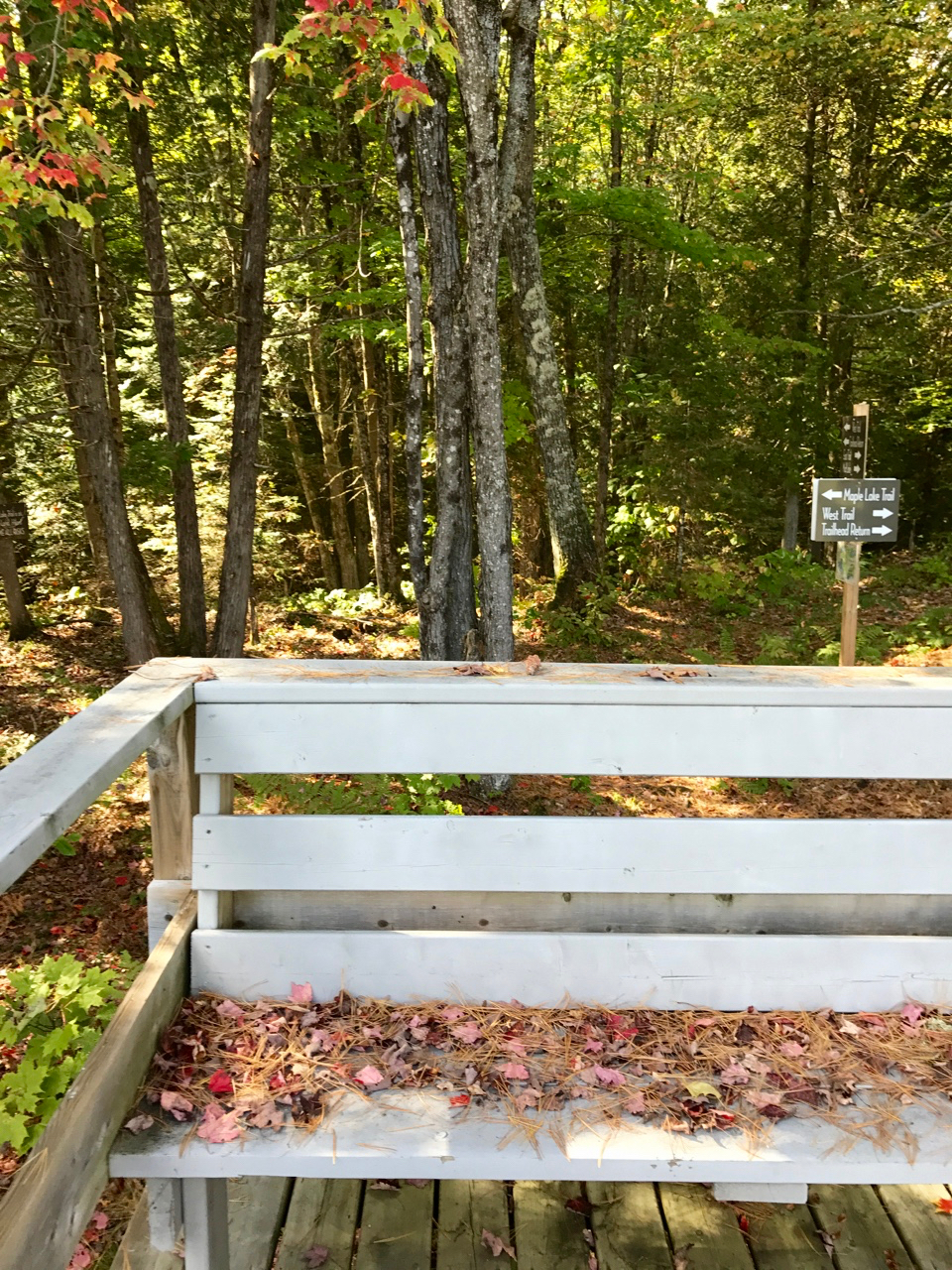  The Marsh Overlook at The Bear Stand provides a scenic resting point at the halfway mark between our East and West Trails. A great spot for a quick snack with views out over the forest toward Mud Lake and across our private wetland. 