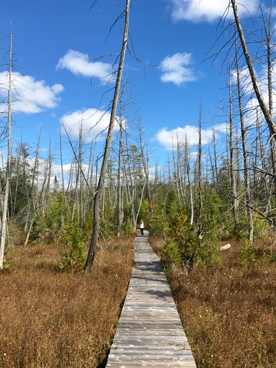 Marsh Boardwalk on a Sunny Autumn Day