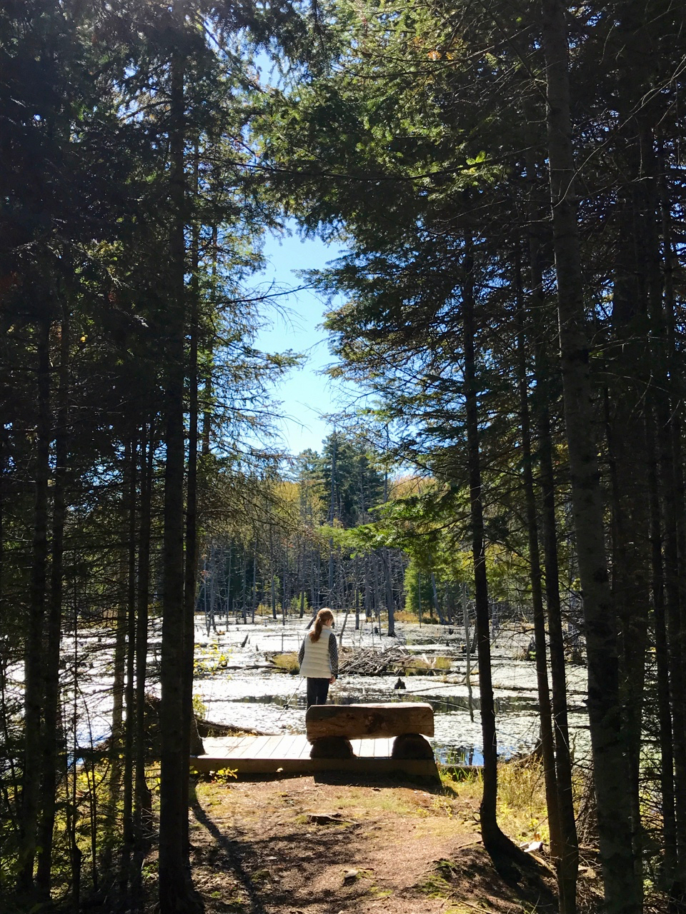 Communing with Nature at The Bear Stand