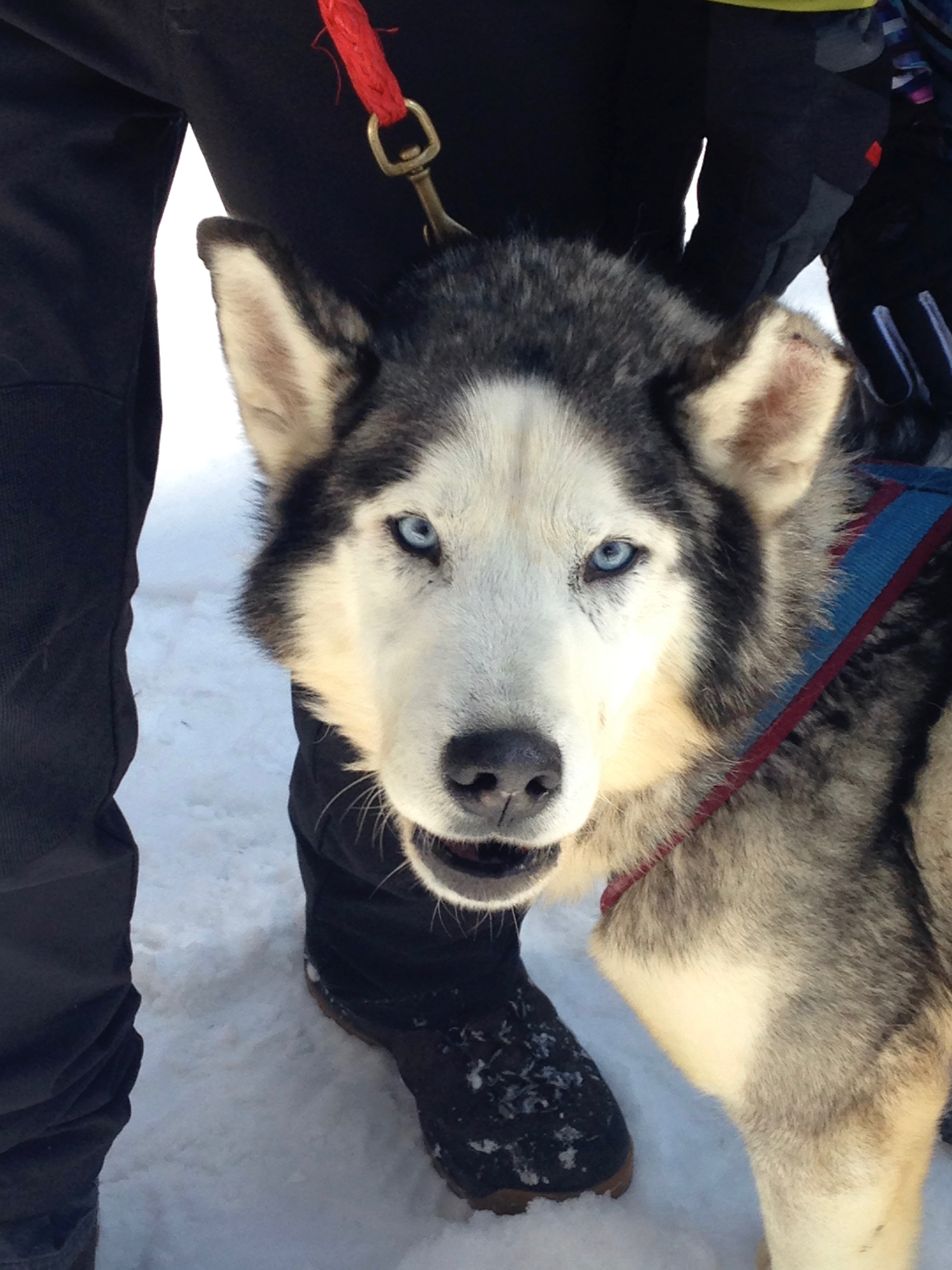 Get Friendly with Some Huskies on a Dog-Sled Adventure