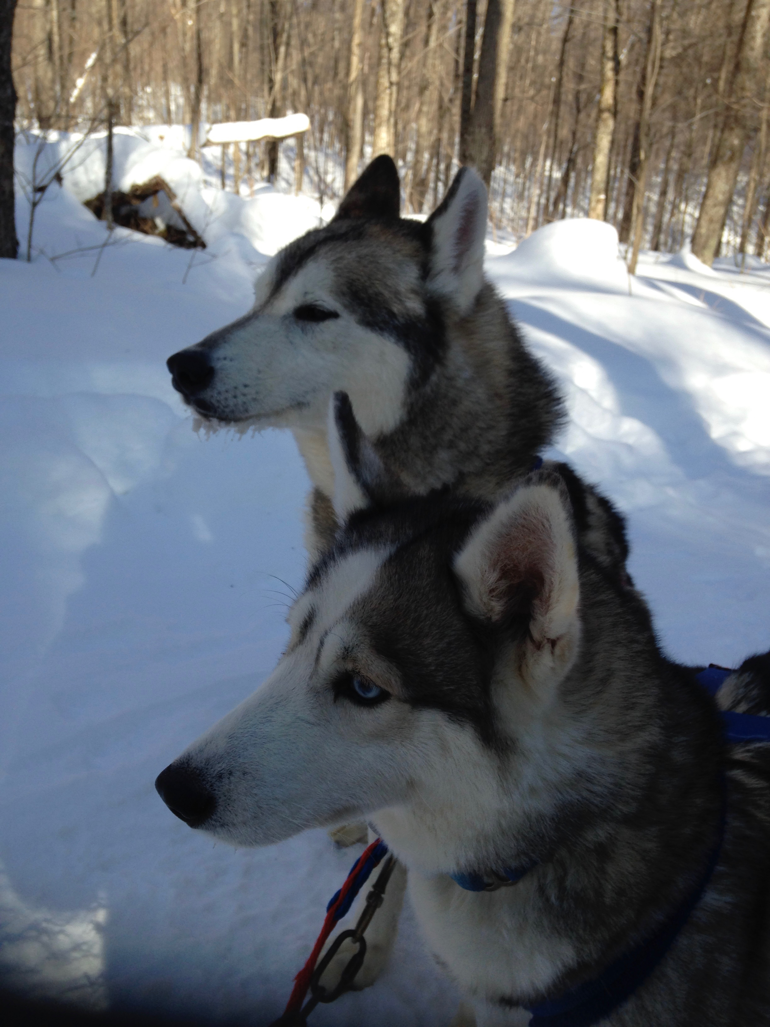 Huskies at the Ready