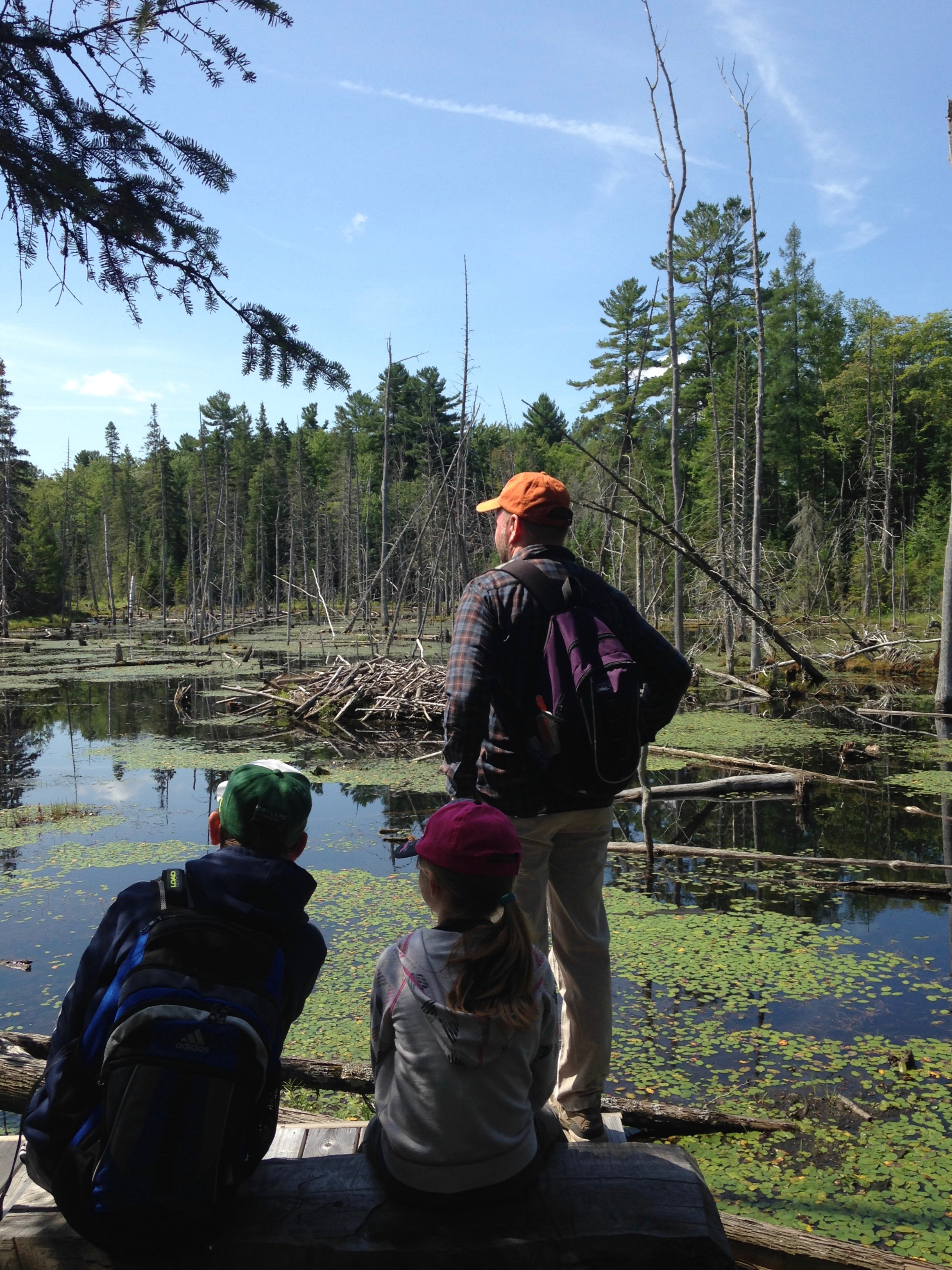 Spot a Beaver at Our Lodge Lookout