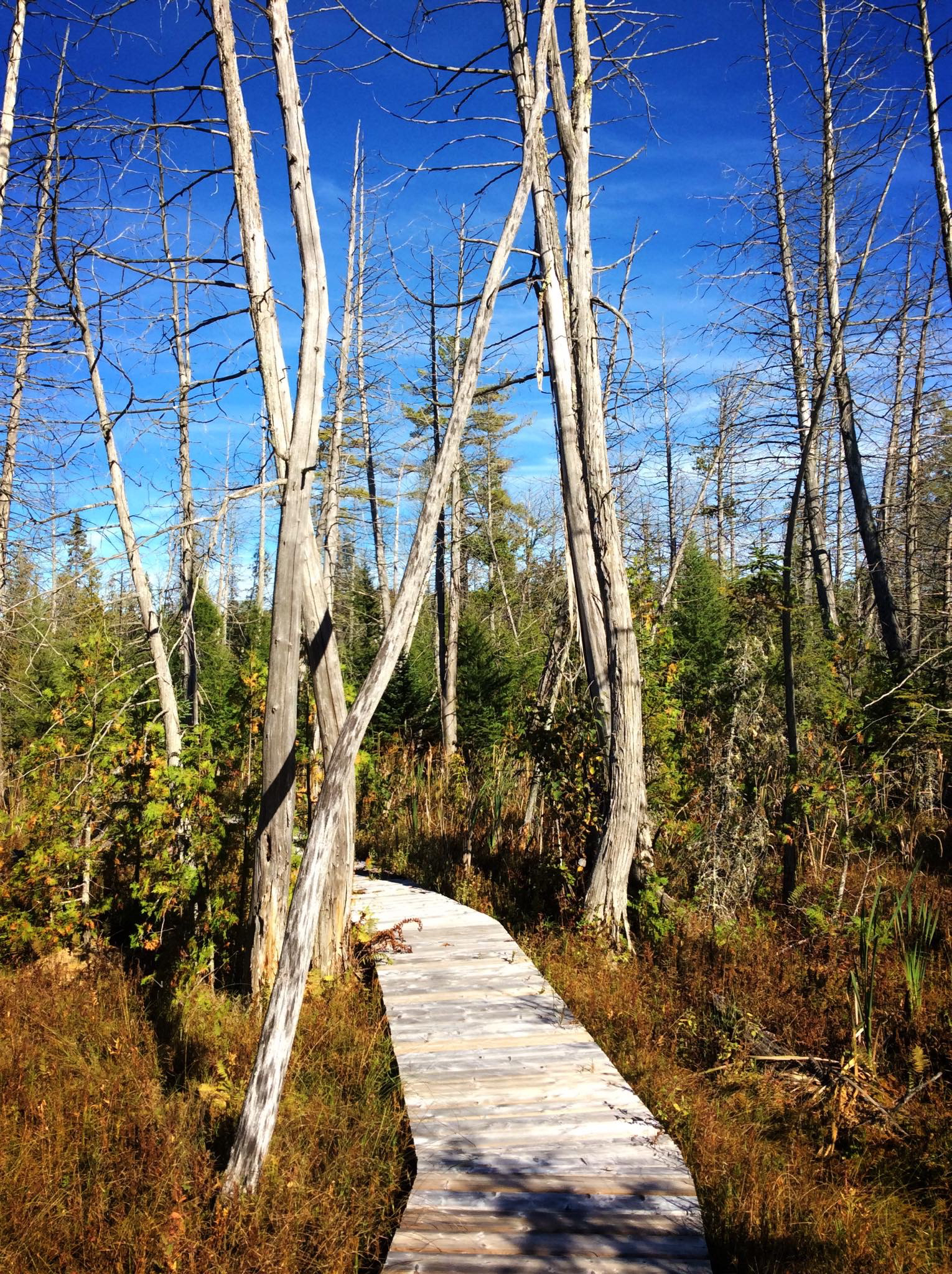 Autumn Discoveries at The Bear Stand