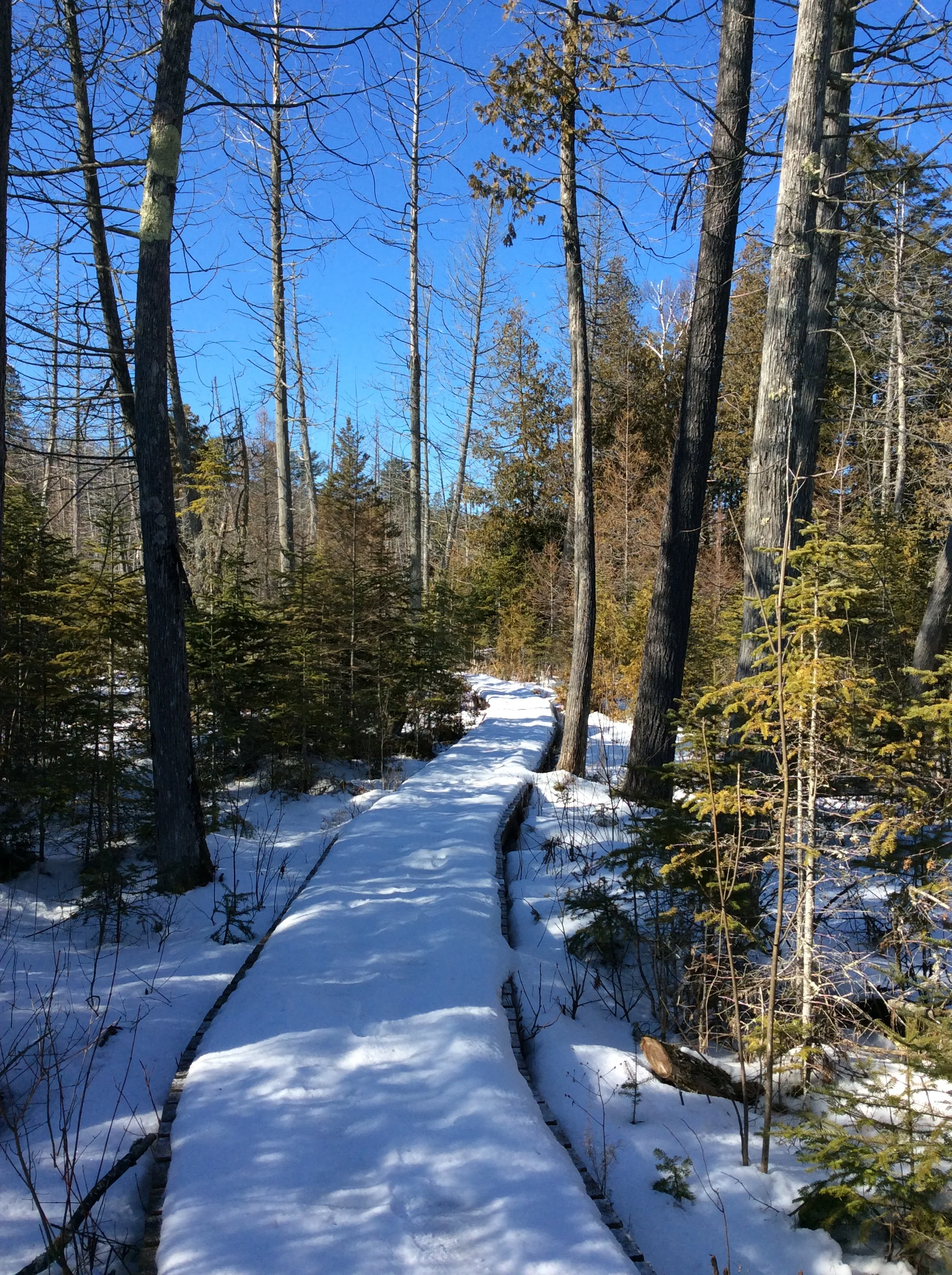 Boardwalks in Winter