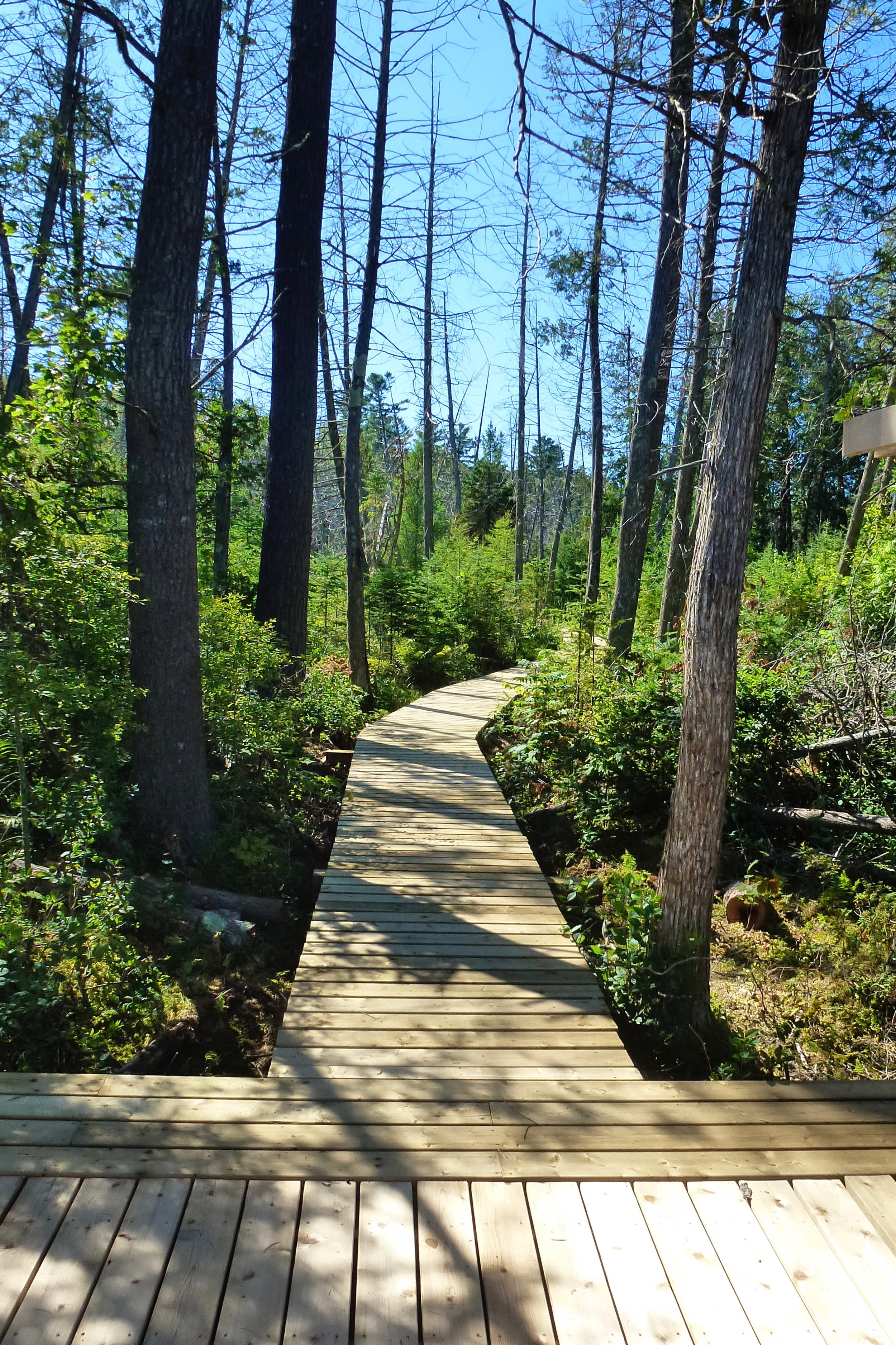 Our Boardwalk to Mud Lake at The Bear Stand