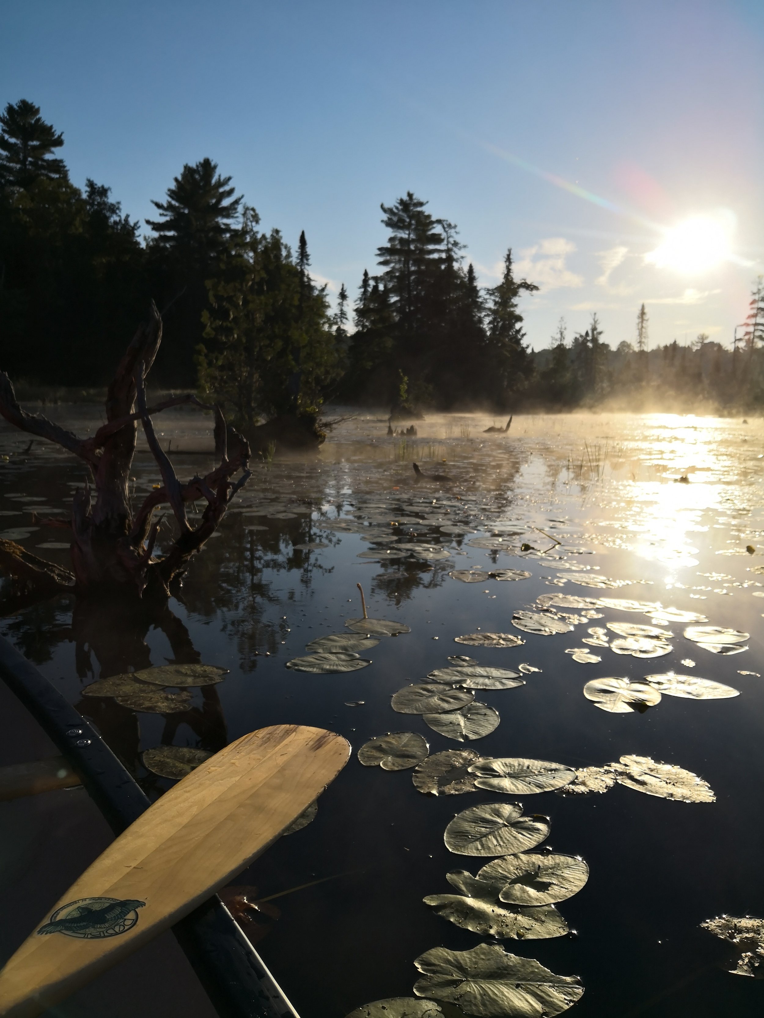 Wetland Exploration