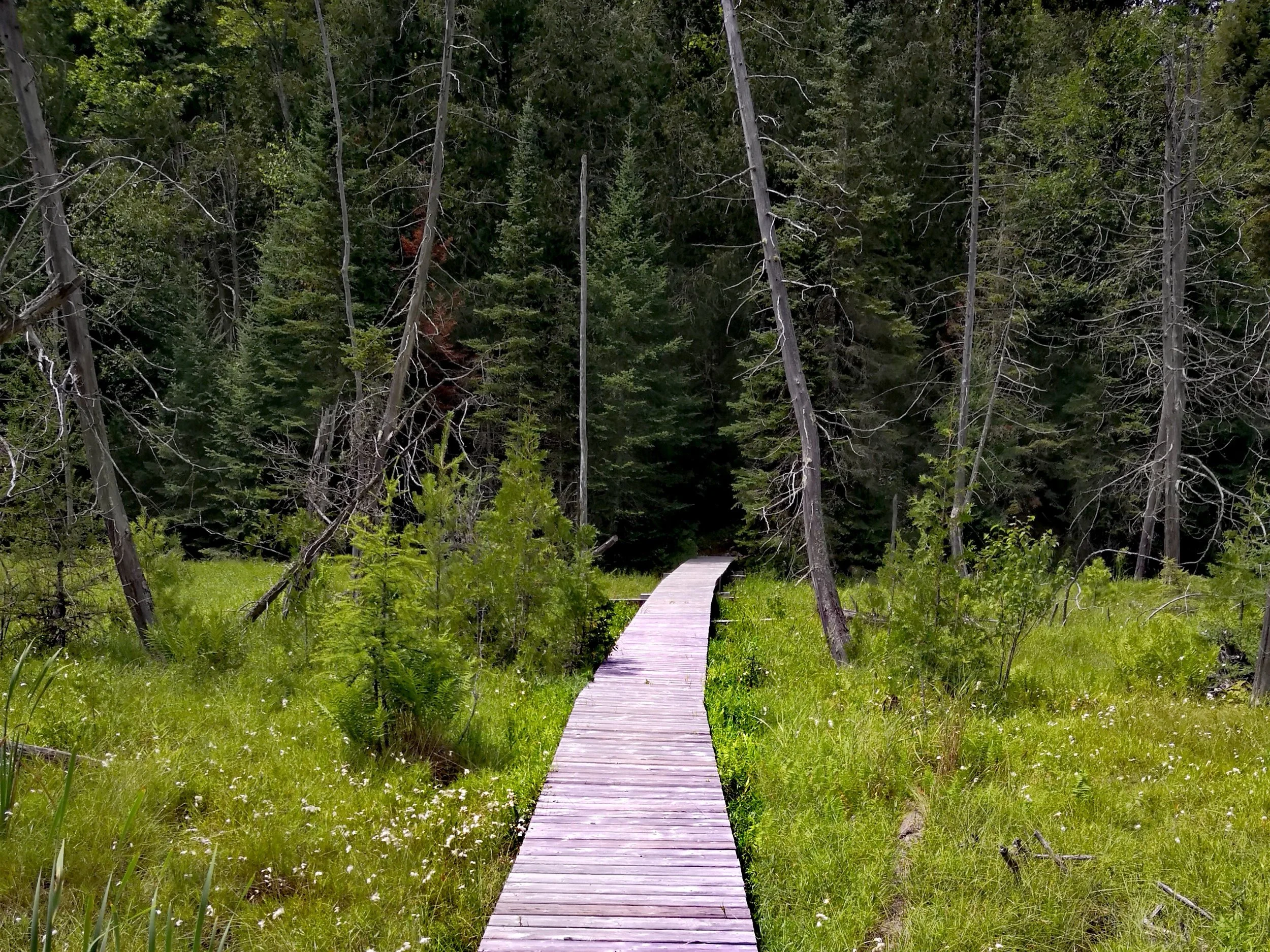 Wetland Exploration
