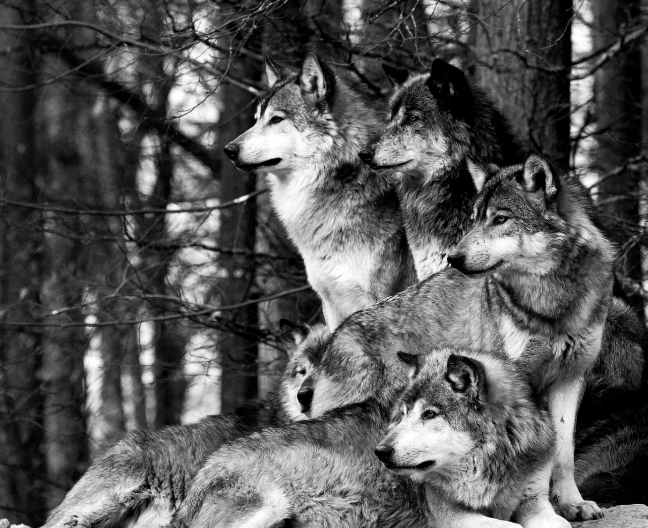 The Pack Every client has a different brief and specific creative needs. We have access to a vast pool of talent, such as creative artists, musicians and specialists in animation. If you need something a little extra, we're pretty sure the pack will have it covered.