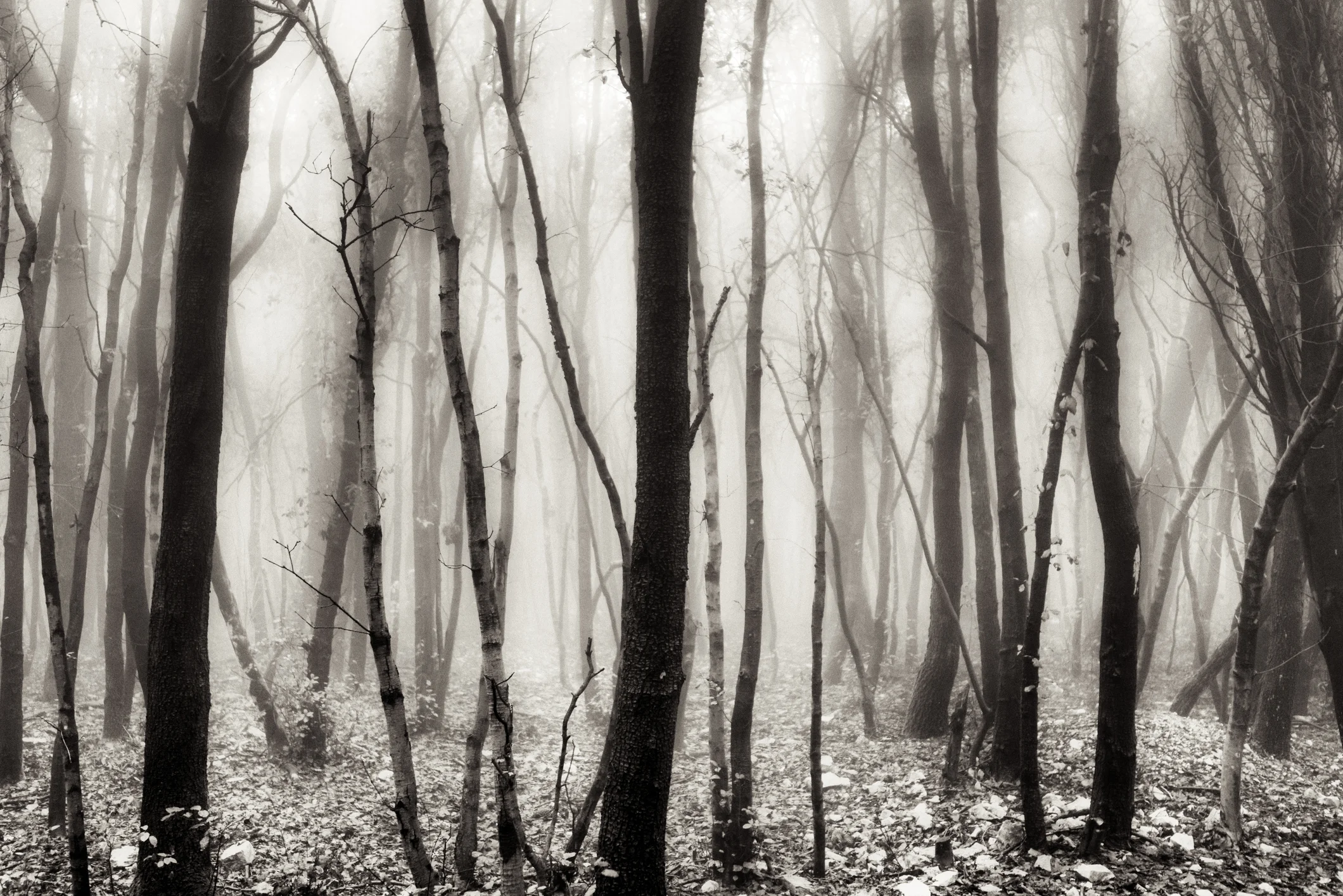 Photo by {artist}/{collectionName} / Getty Images