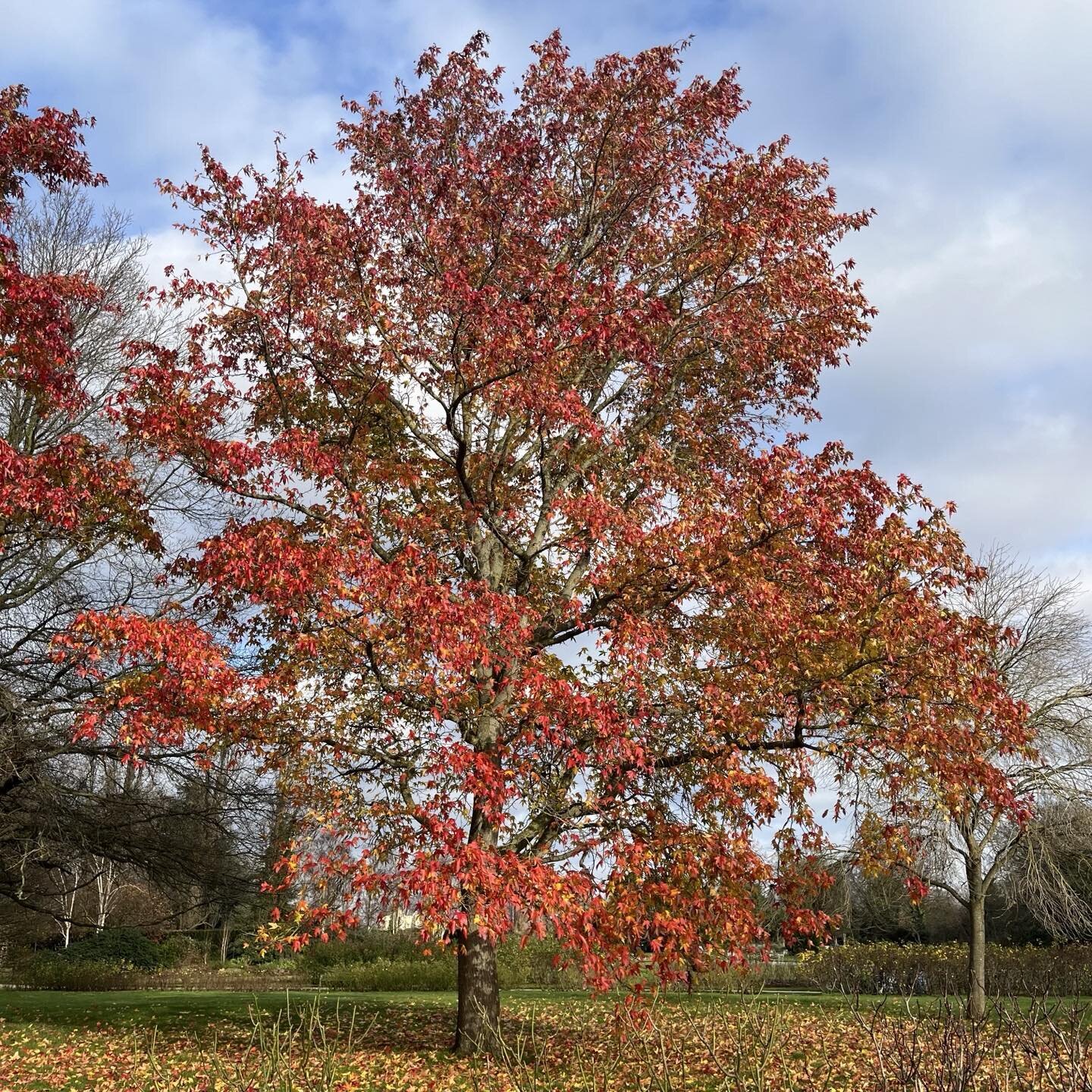 A rare blast of colour, on one of autumn&rsquo;s final days, as we approach the winter solstice and the start of astronomical winter. And reminding me of one of my favourite poems:

FALL SONG
By Mary Oliver 

Another year gone, leaving everywhere its