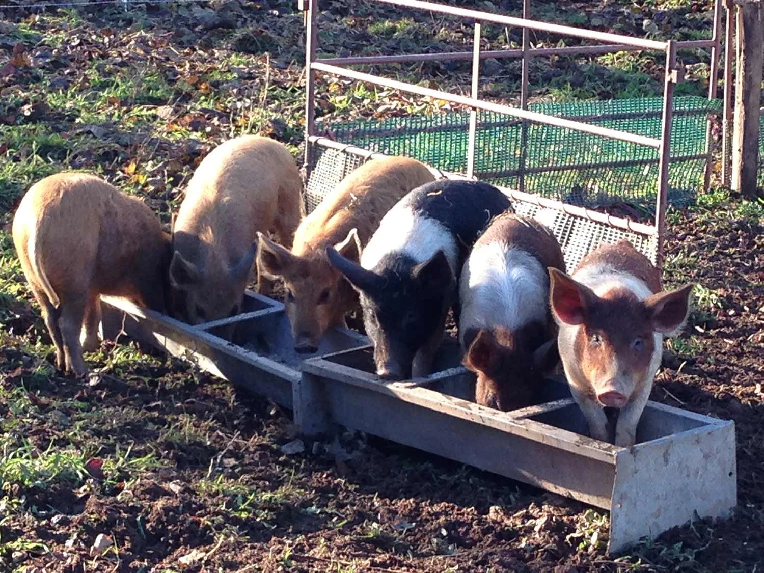 The Decent Half Pig Big Box