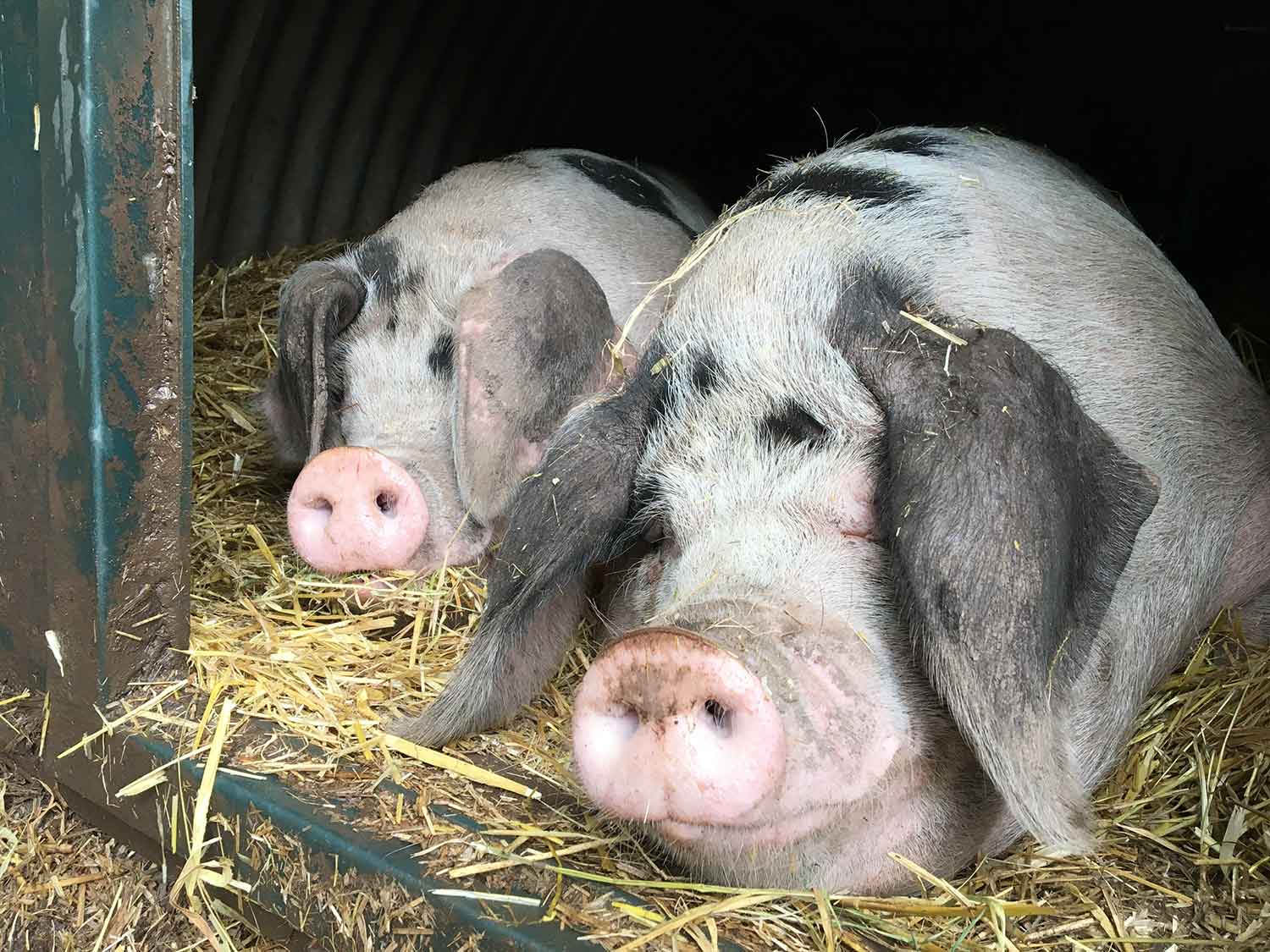 A-decent-life-for-pigs-at-The-Decent-Company-farm-Abergaveny.jpg