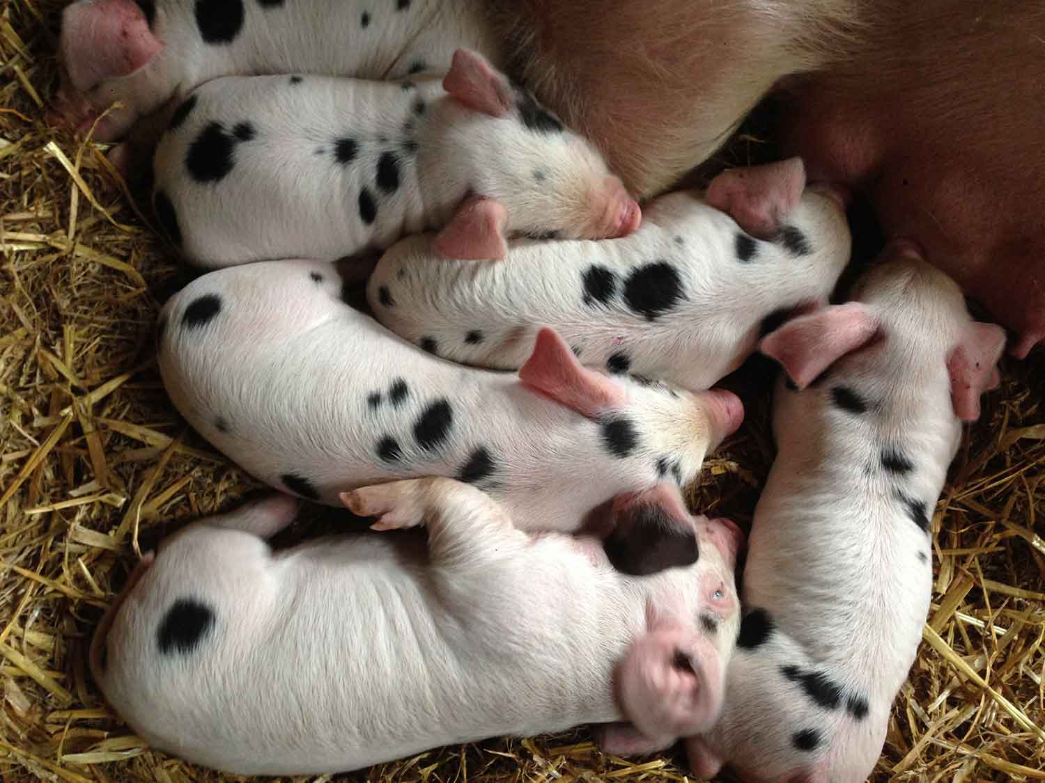 Gloucester-Old-Spot-piglets-from-The-Decent-Company.jpg