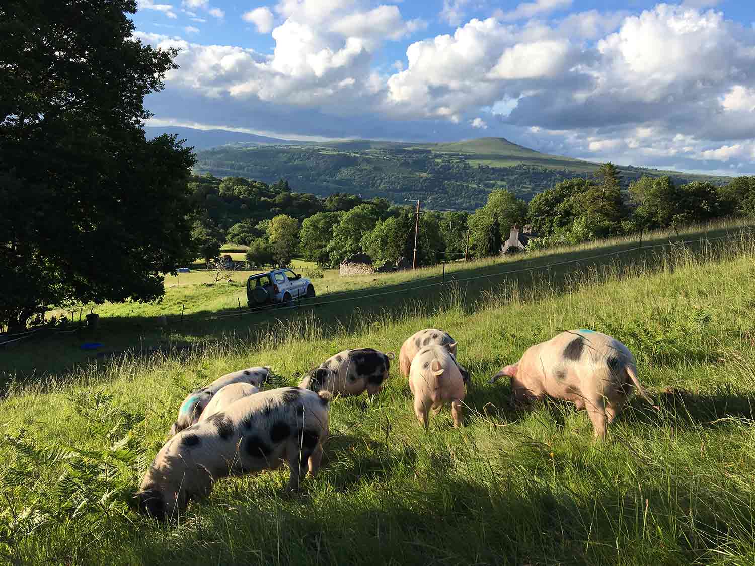 Gloucester-old-spots-Abergavenny.jpg