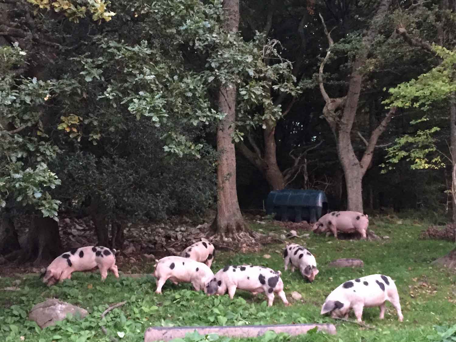 Our-free-range-pigs-are-free-to-root-and-roam.jpg