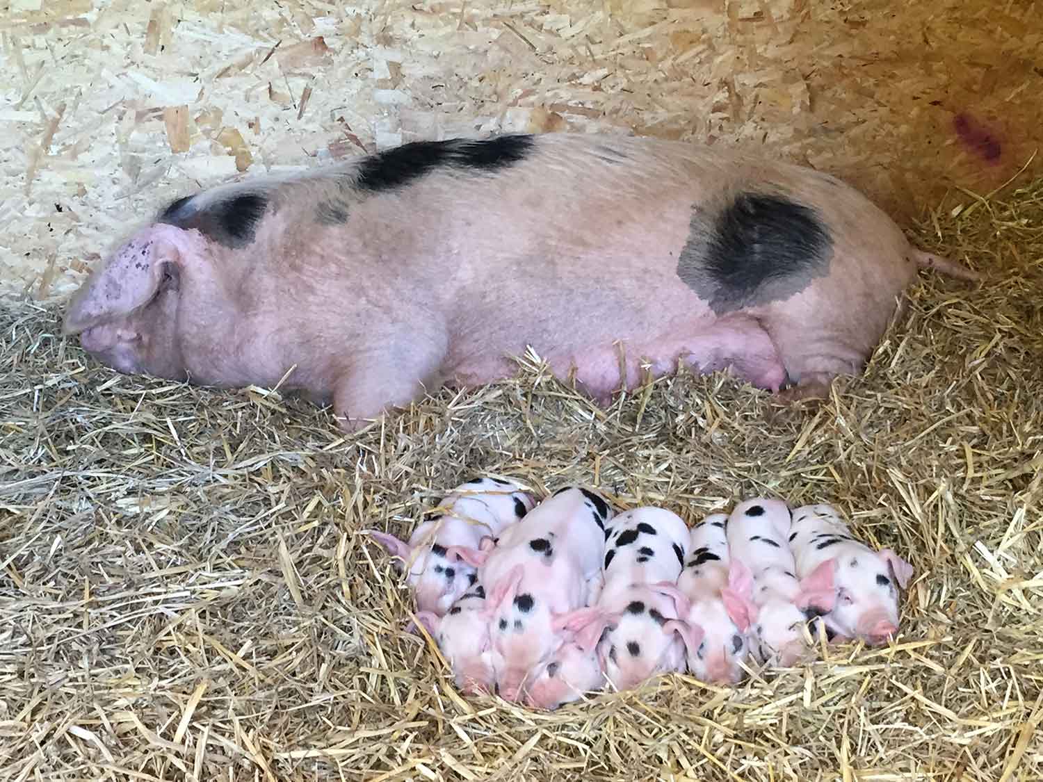 Piglets-small-scale-farming-Abergaveny.jpg