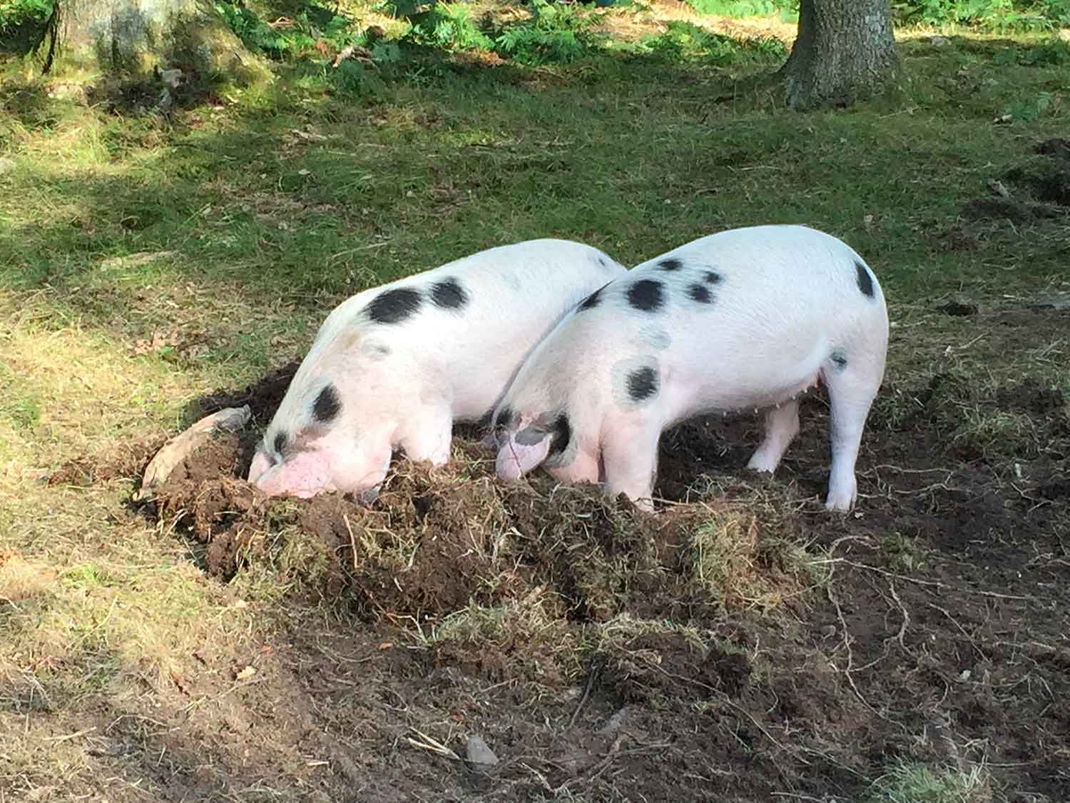 Pigs-free-to-root-and-roam-at-The-Decent-Company-farm.jpg