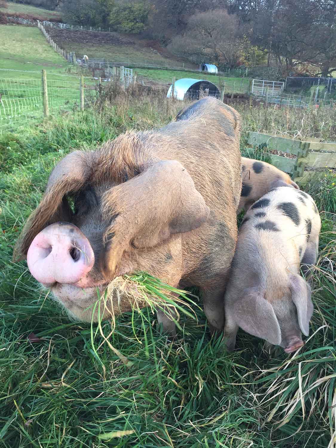 Free-range-pork-Monmouthshire.jpg