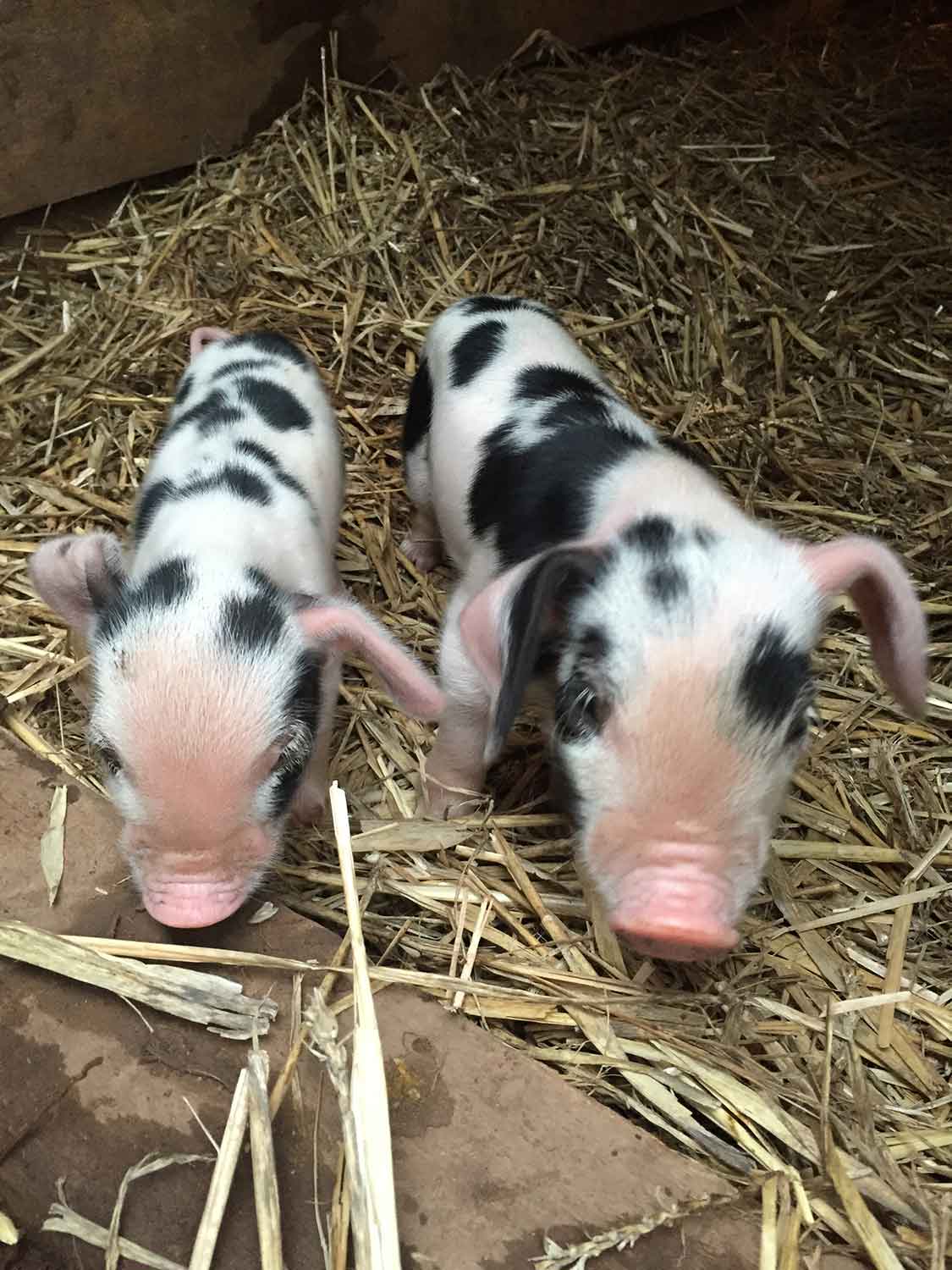 Rare-breed-piglets-at-The-Decent-Company-South-Wales.jpg