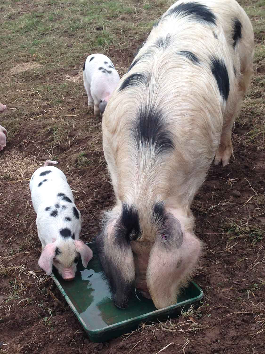 The-Decent-Company-pigs.jpg