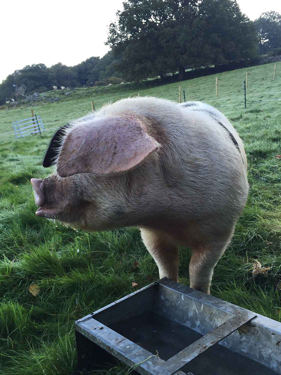 UK-native-breed-pigs-at-The-Decent-Company-in-Abergavenny.jpg